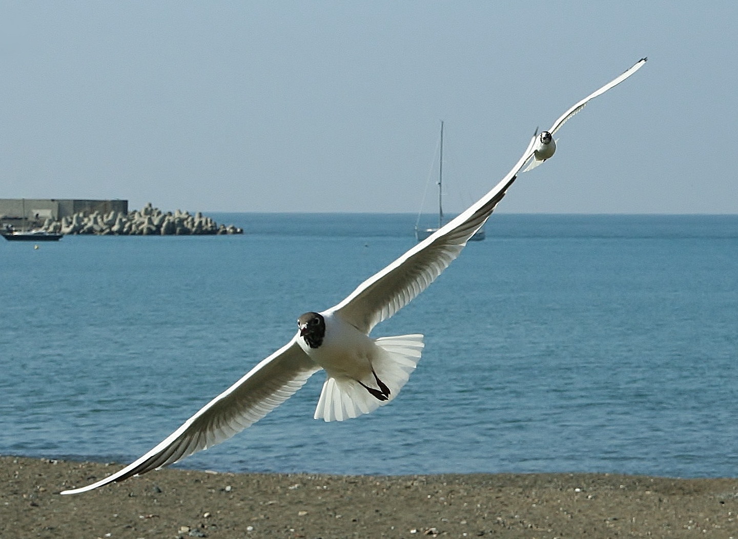 in volo