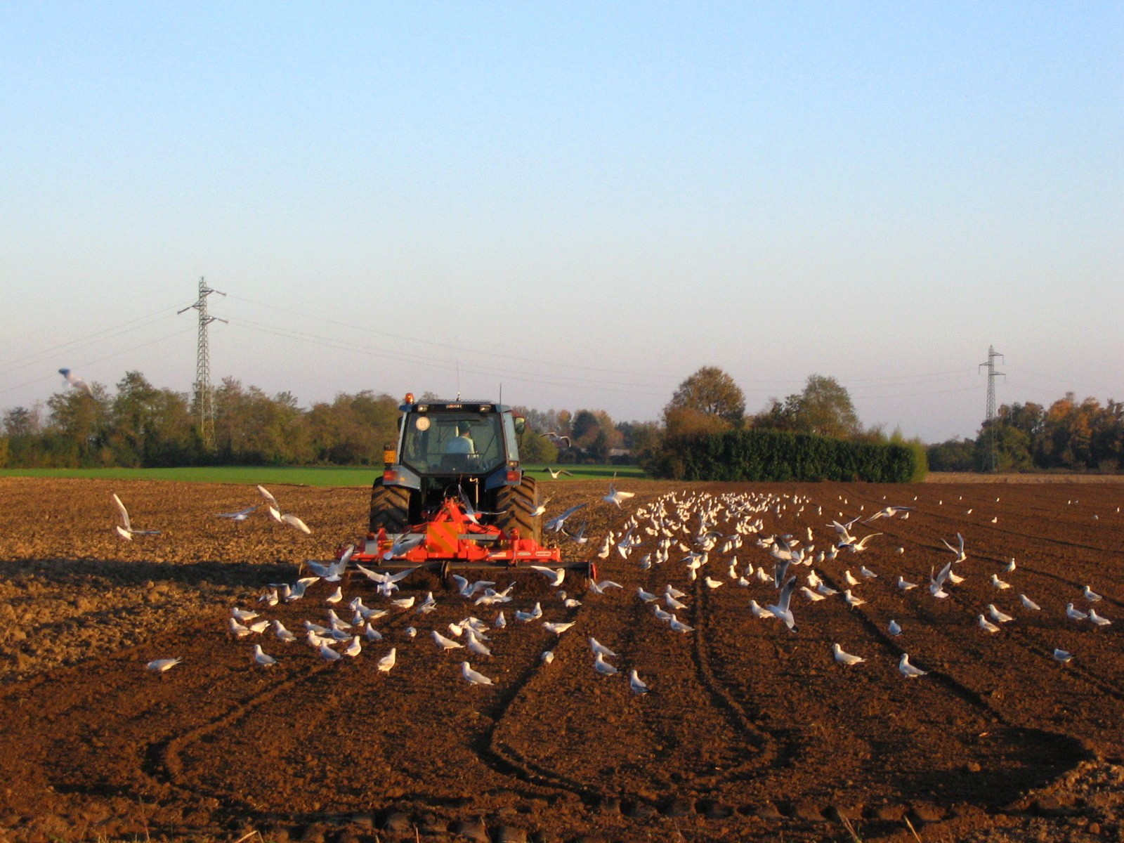 Gabbiani fuori rotta