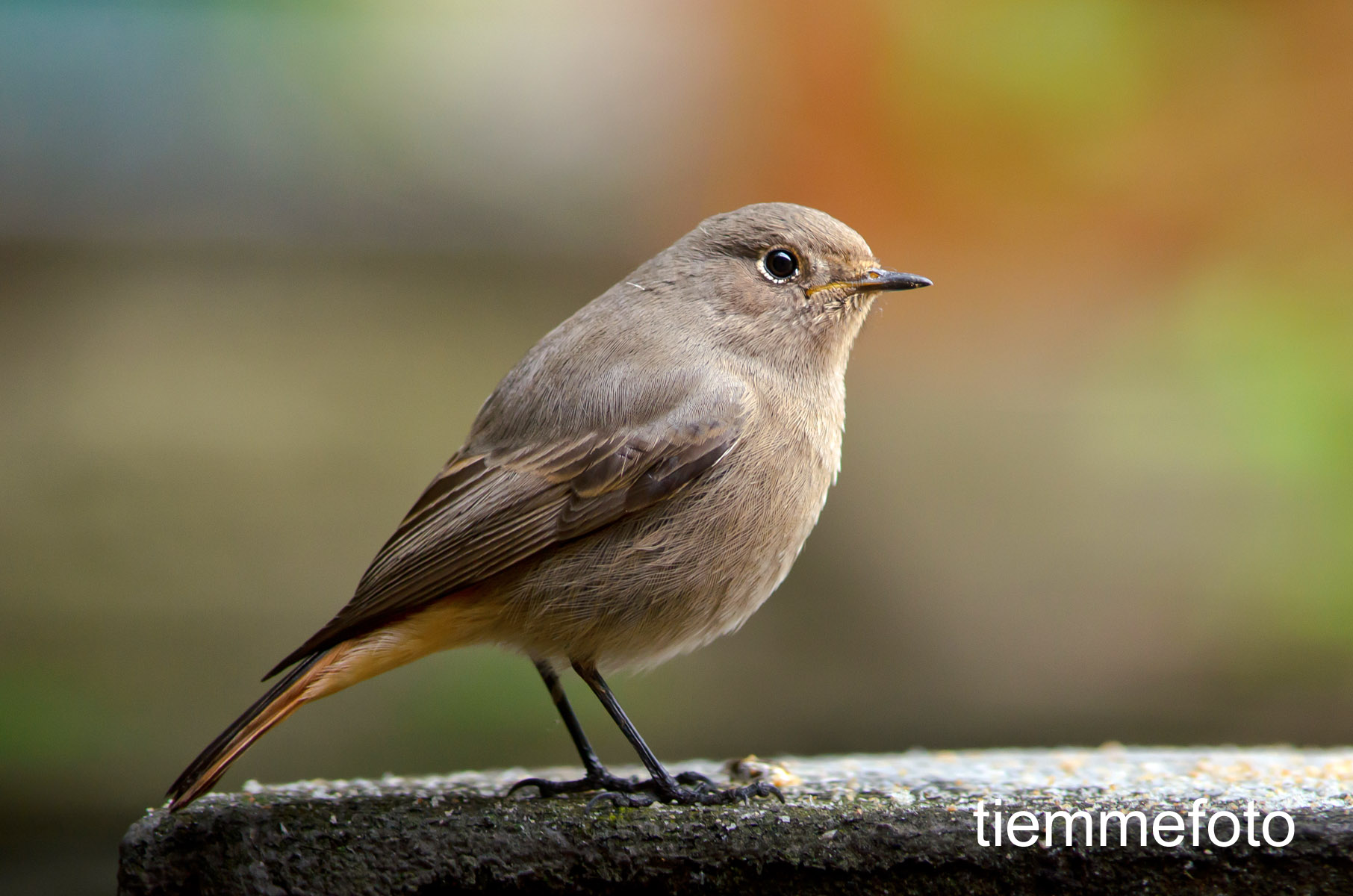 Codirosso spazzacamino
