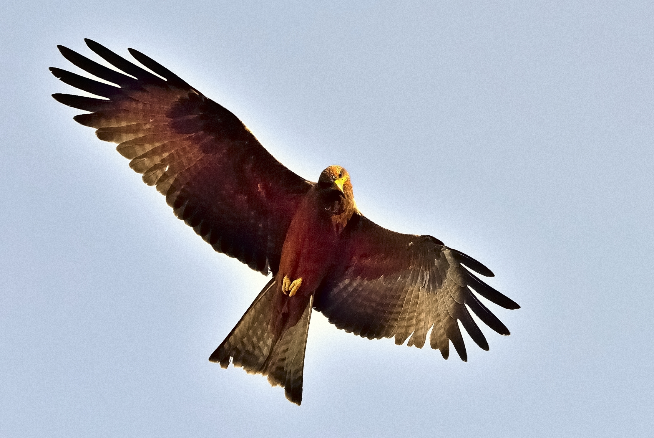 Etiopia 2015 - Aquila