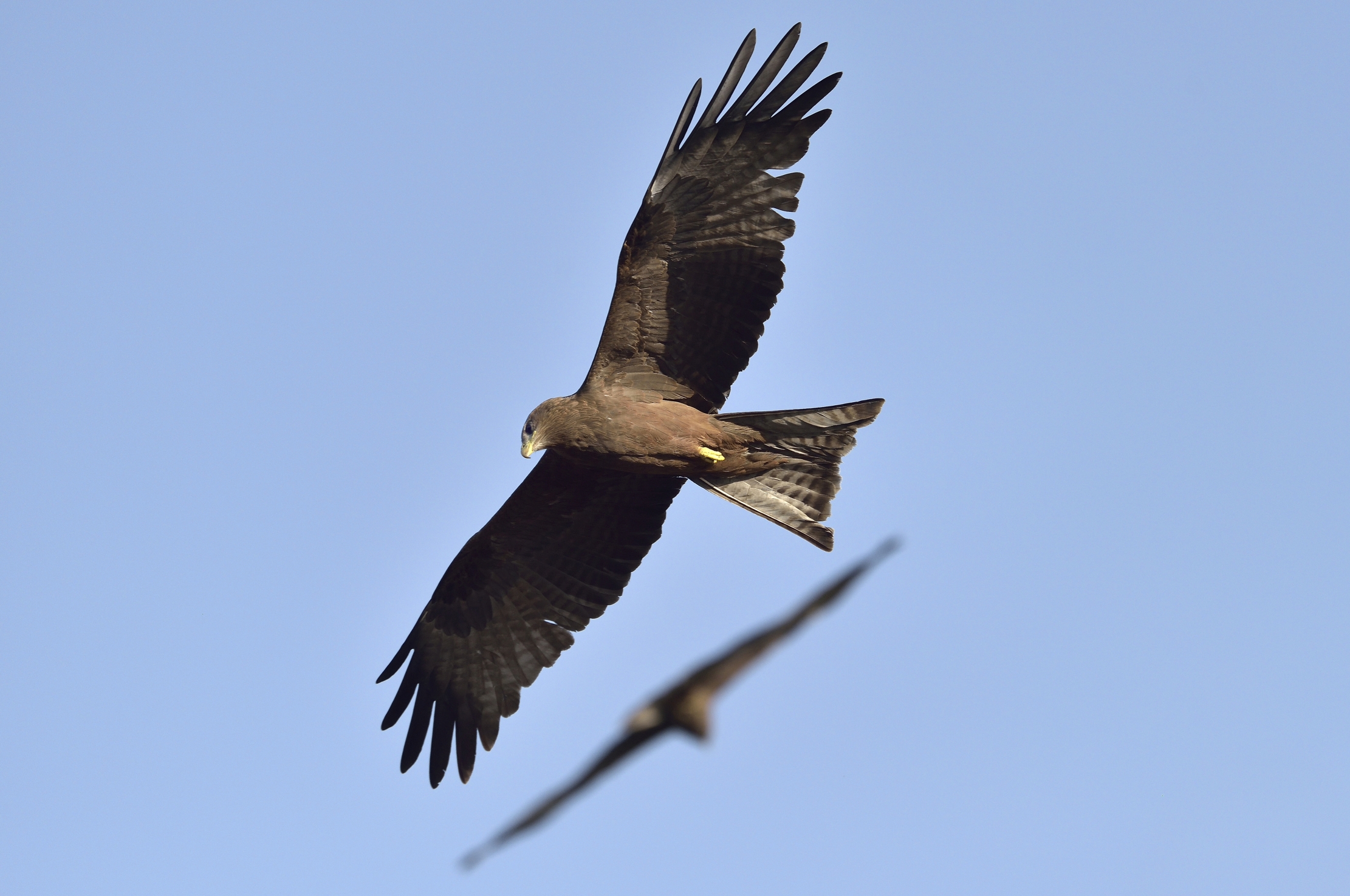 Etiopia 2015 - Aquile