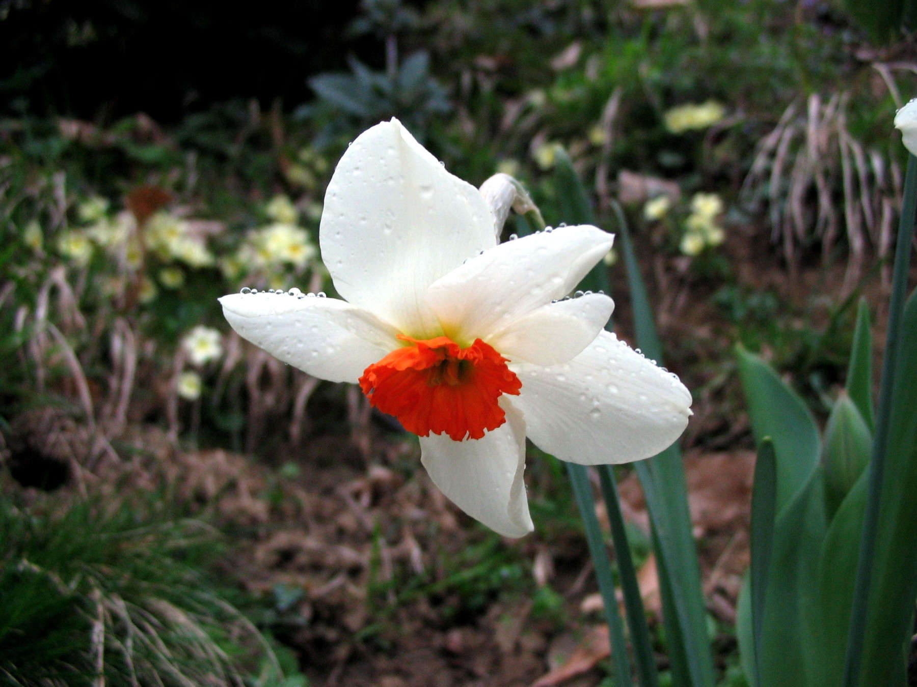 Narcissus and dew