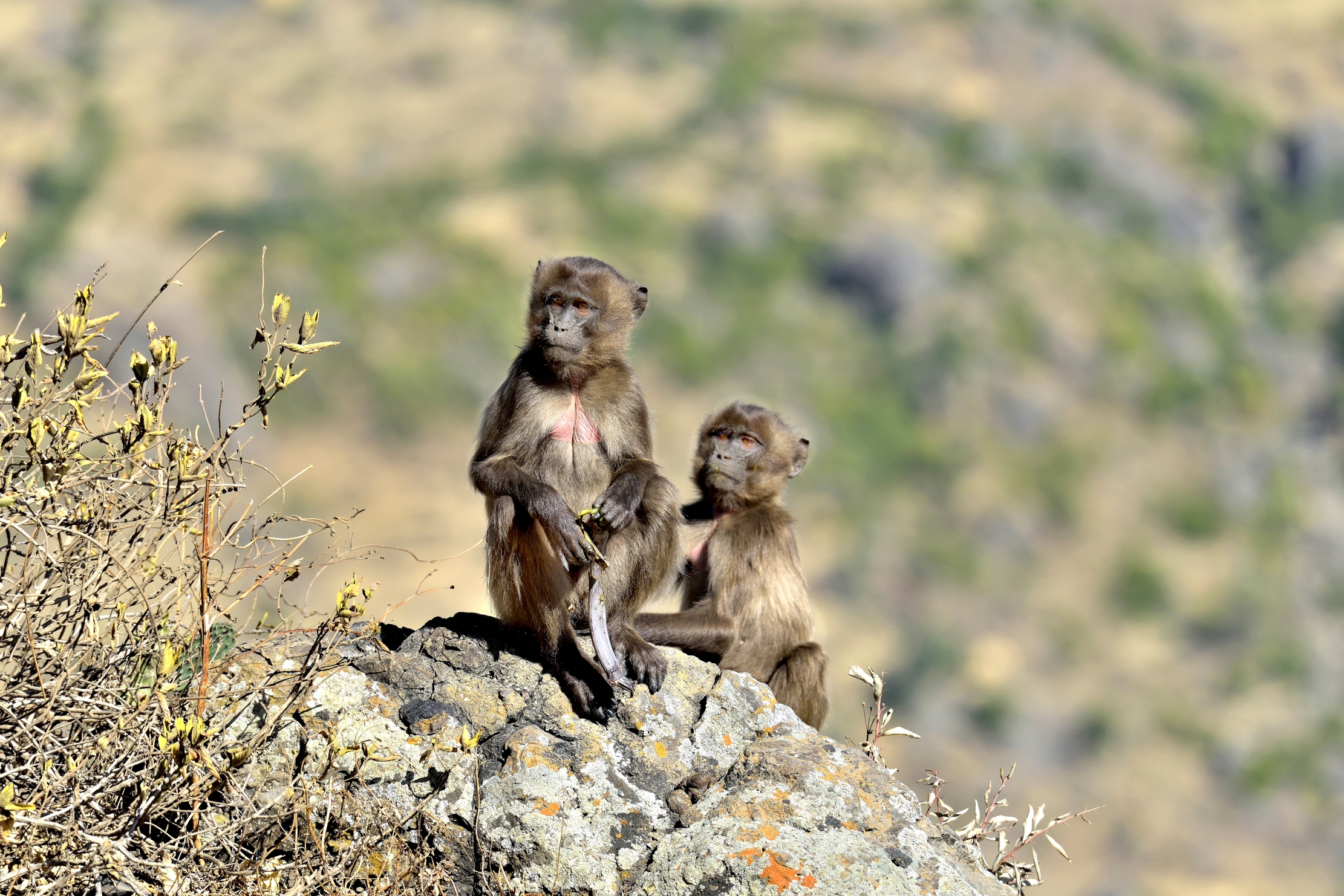 Etiopia 2015 - Gelada Baboons