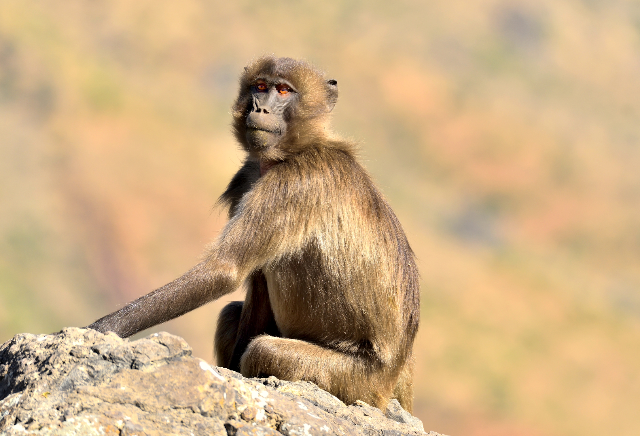 Etiopia 2015 - Gelada Baboons