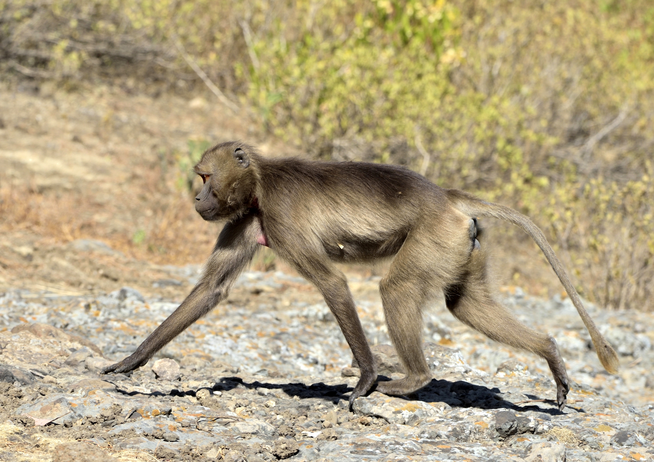 Etiopia 2015 - Gelada Baboons