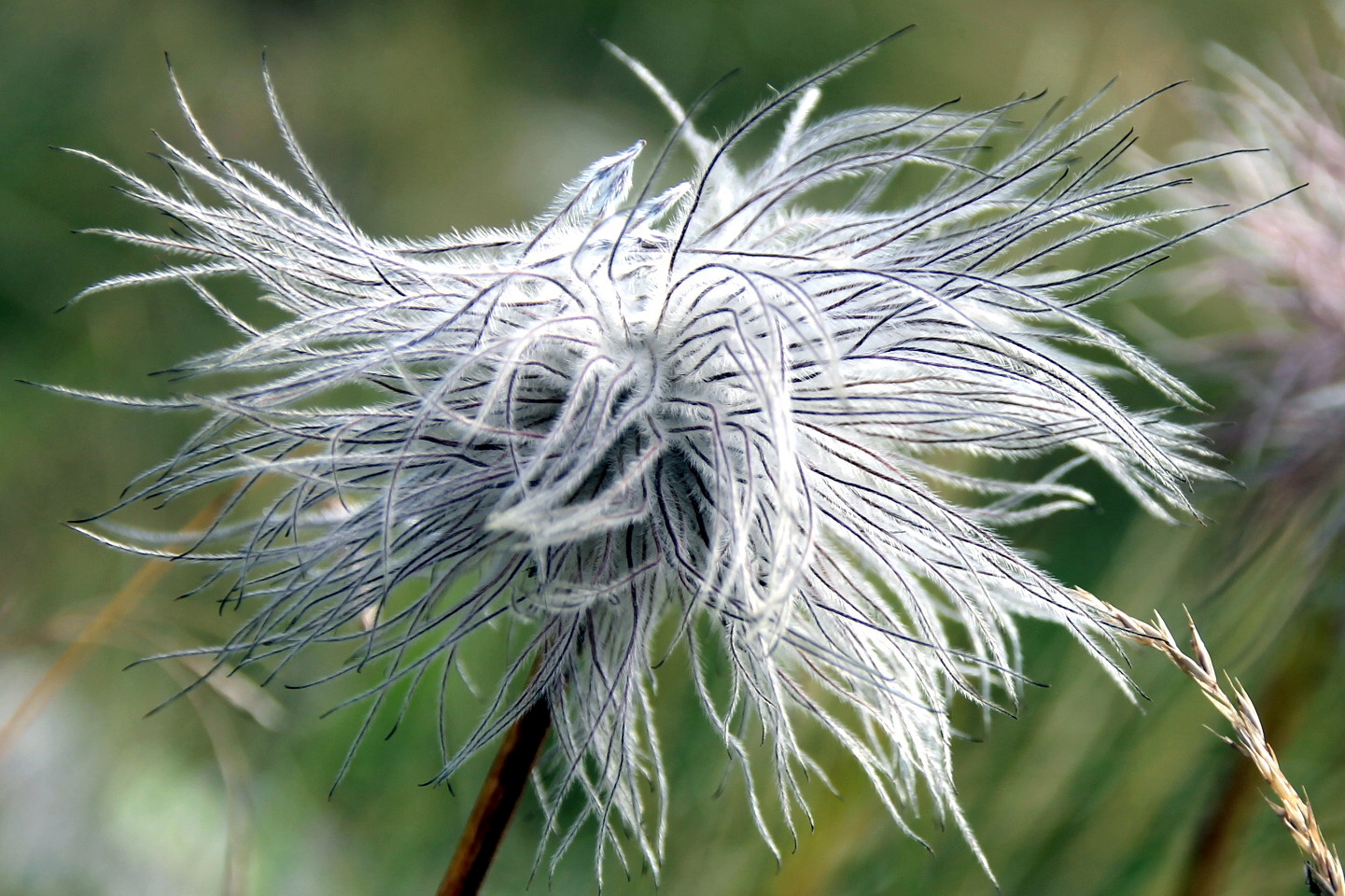 Flower hairy