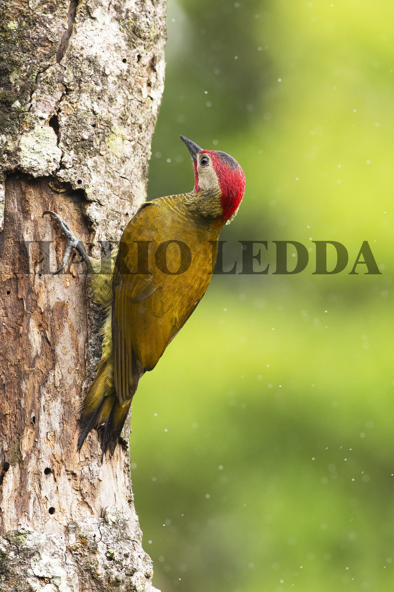 Golden-olive Woodpecker Maschio