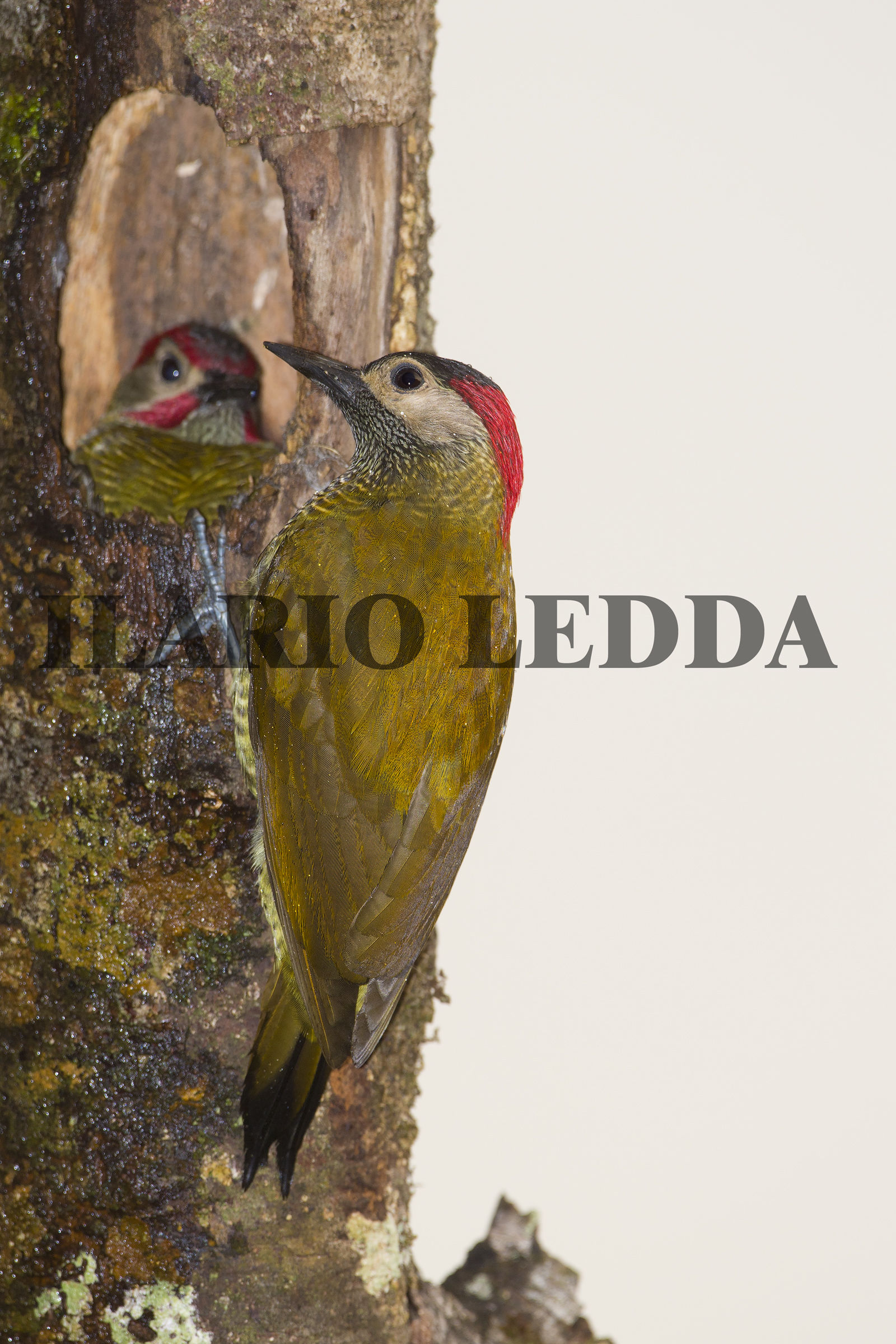 Golden-olive Woodpecker Femmina