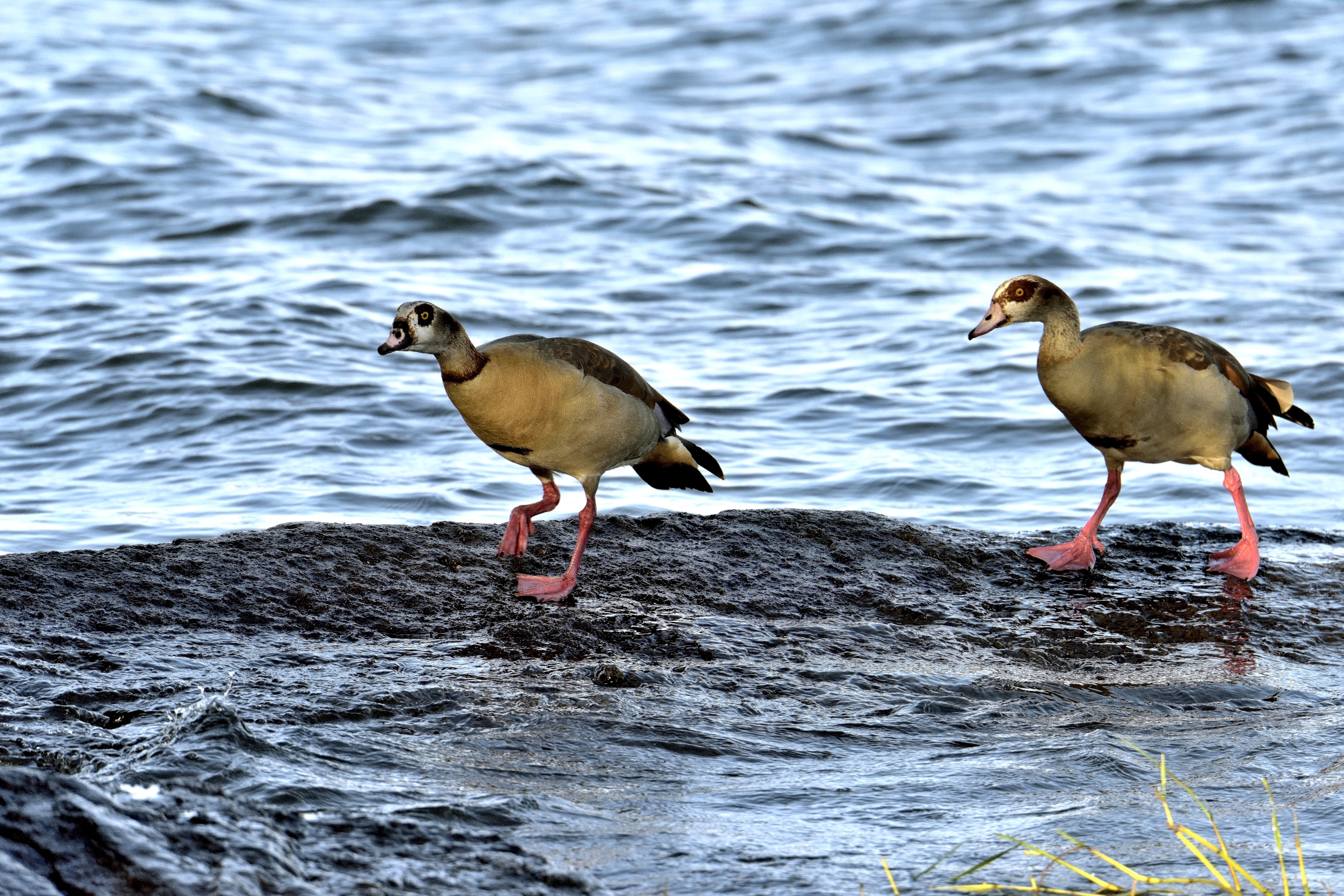 Etiopia 2015 - Oche del Nilo