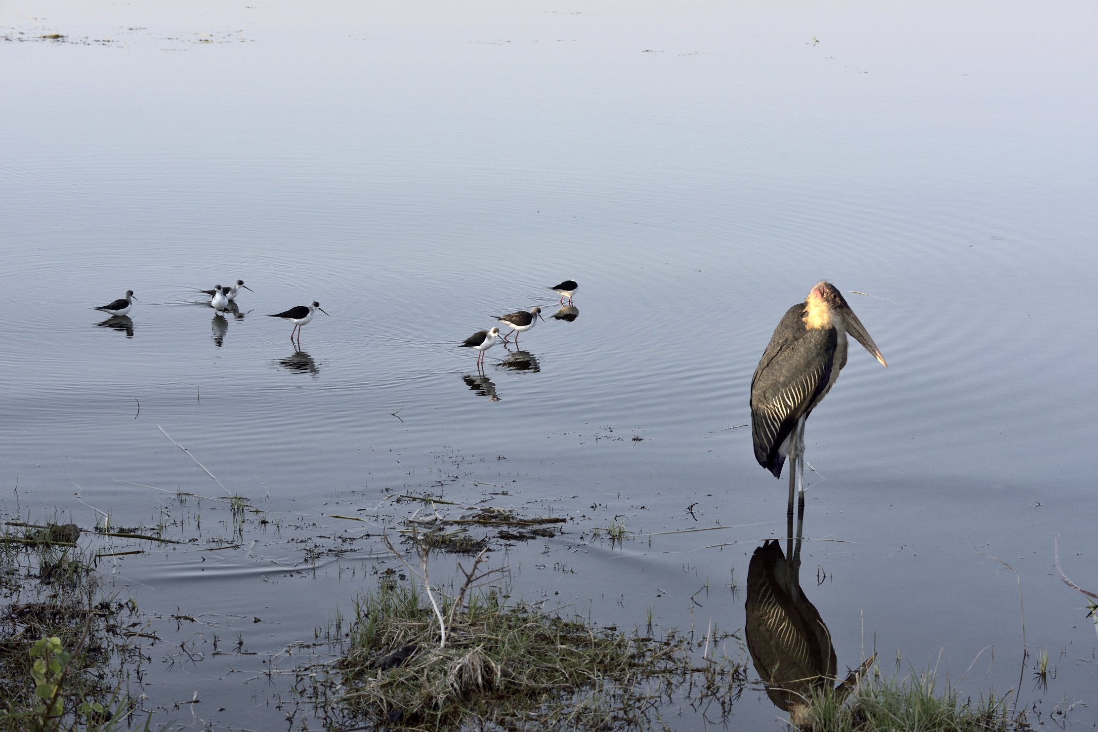 Etiopia 2015 - Sul Lago Hawassa