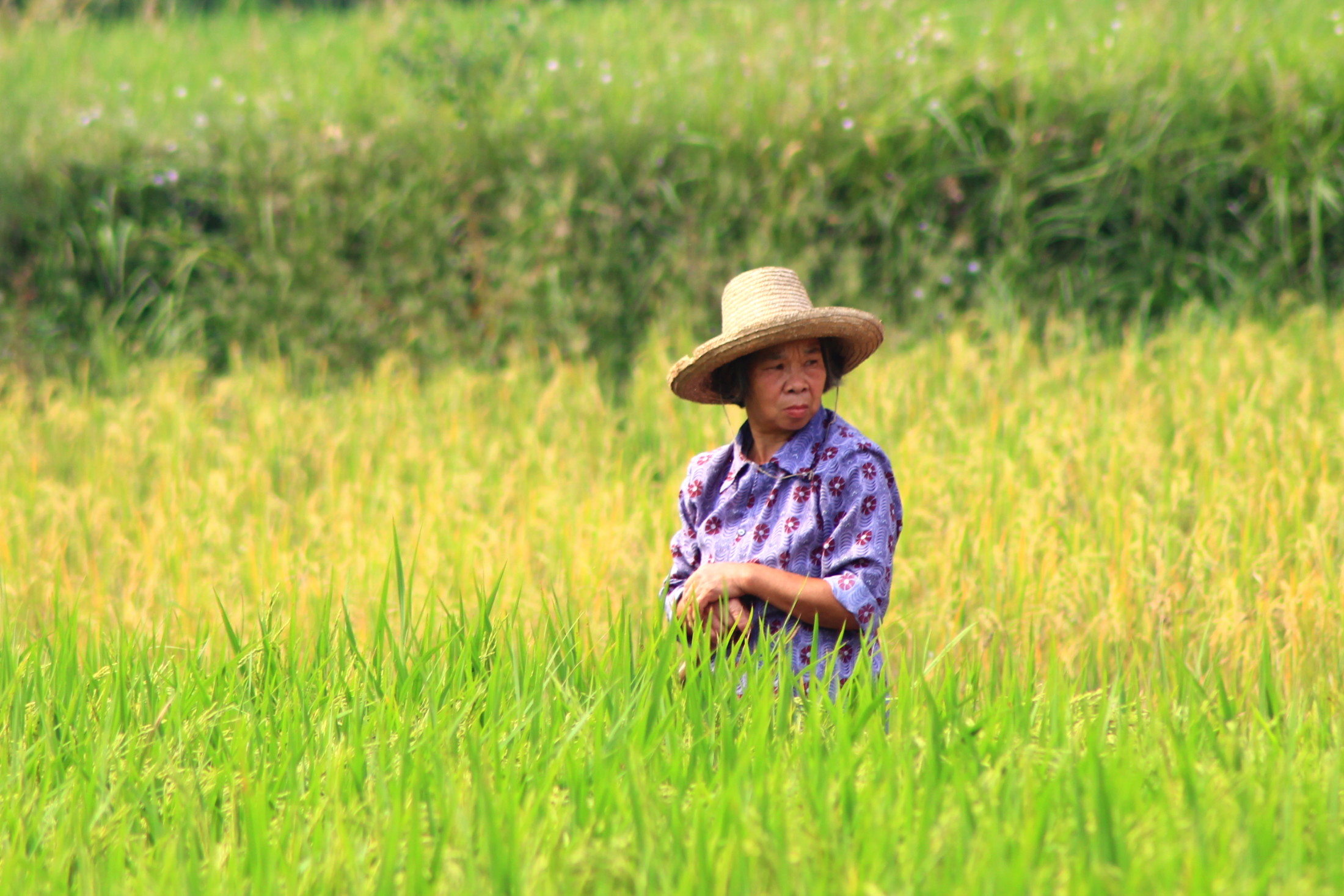 Come sara il raccolto?