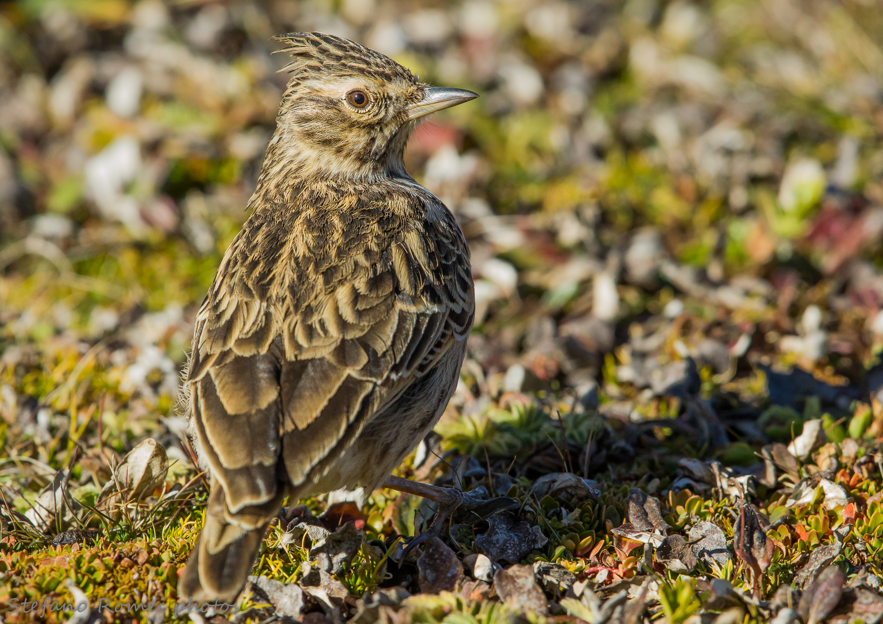thekla non ti aspettavo