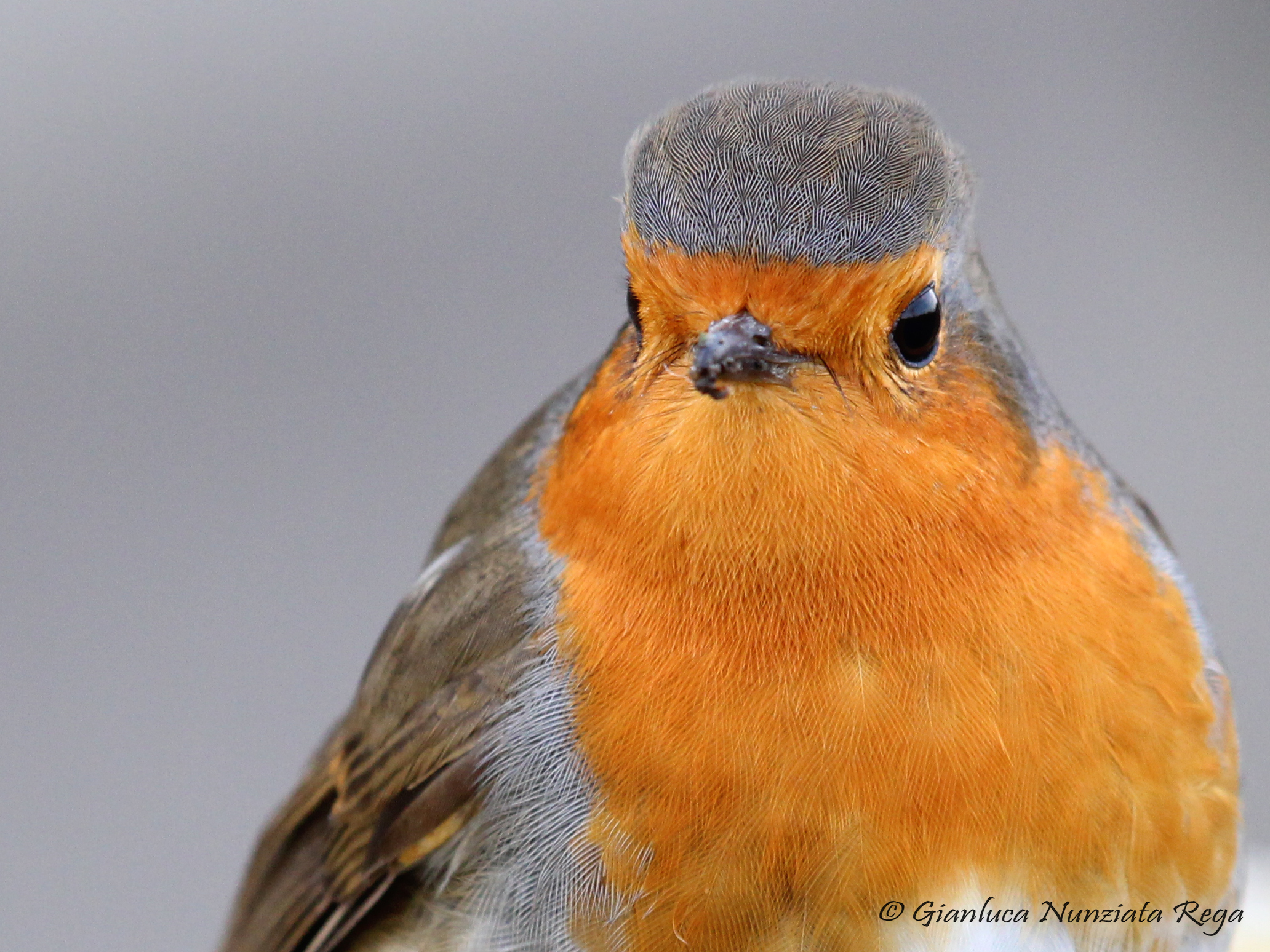 Robin