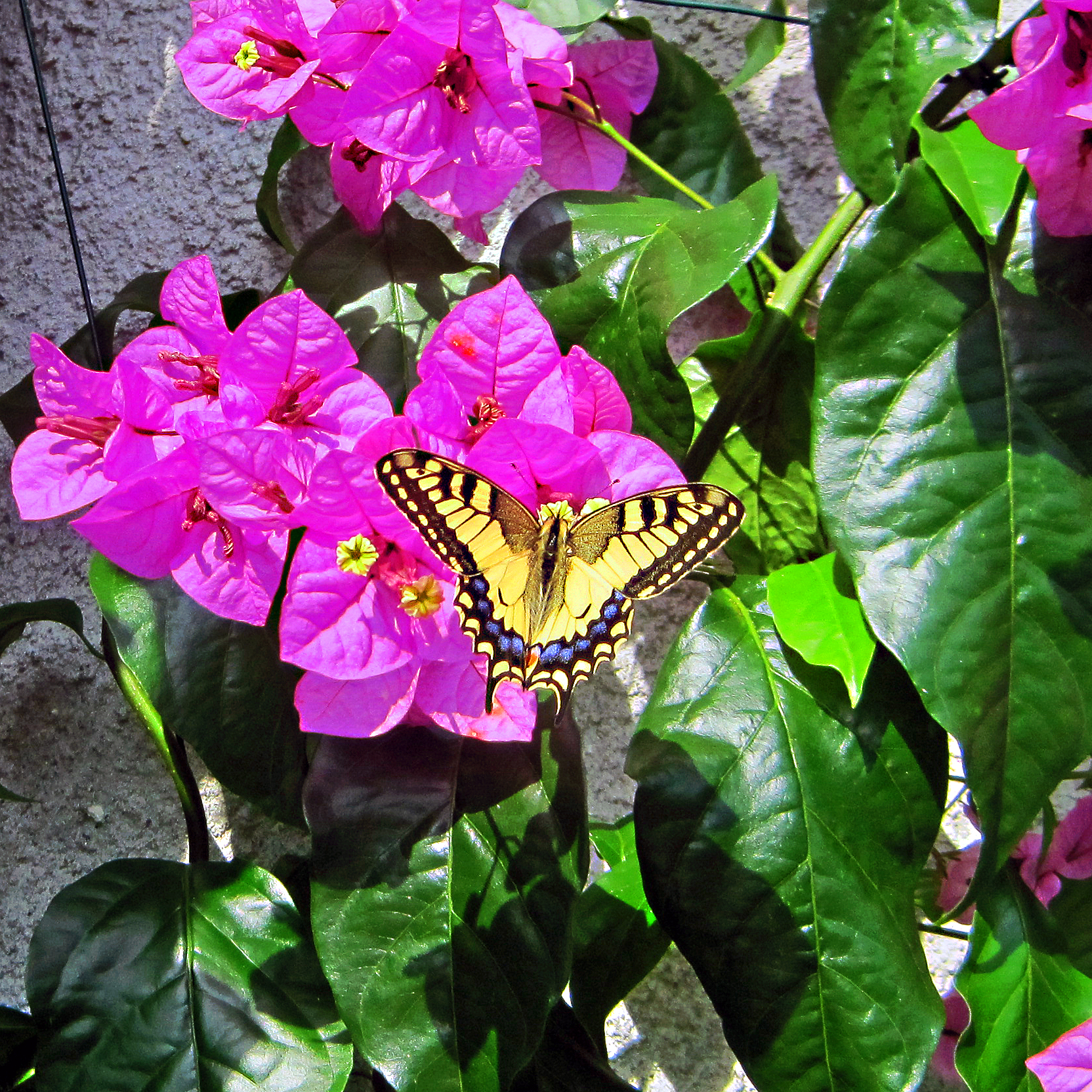 Bouganville e Macaone