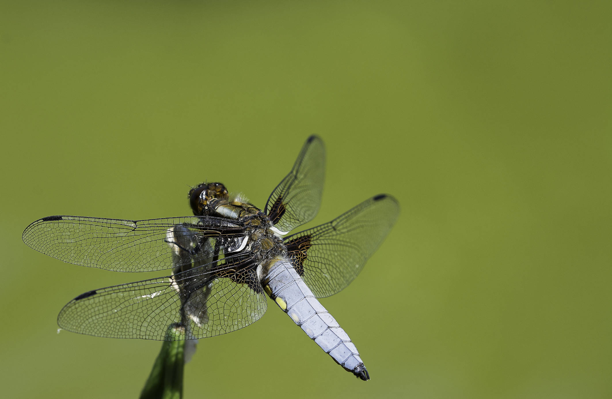 DragonFly