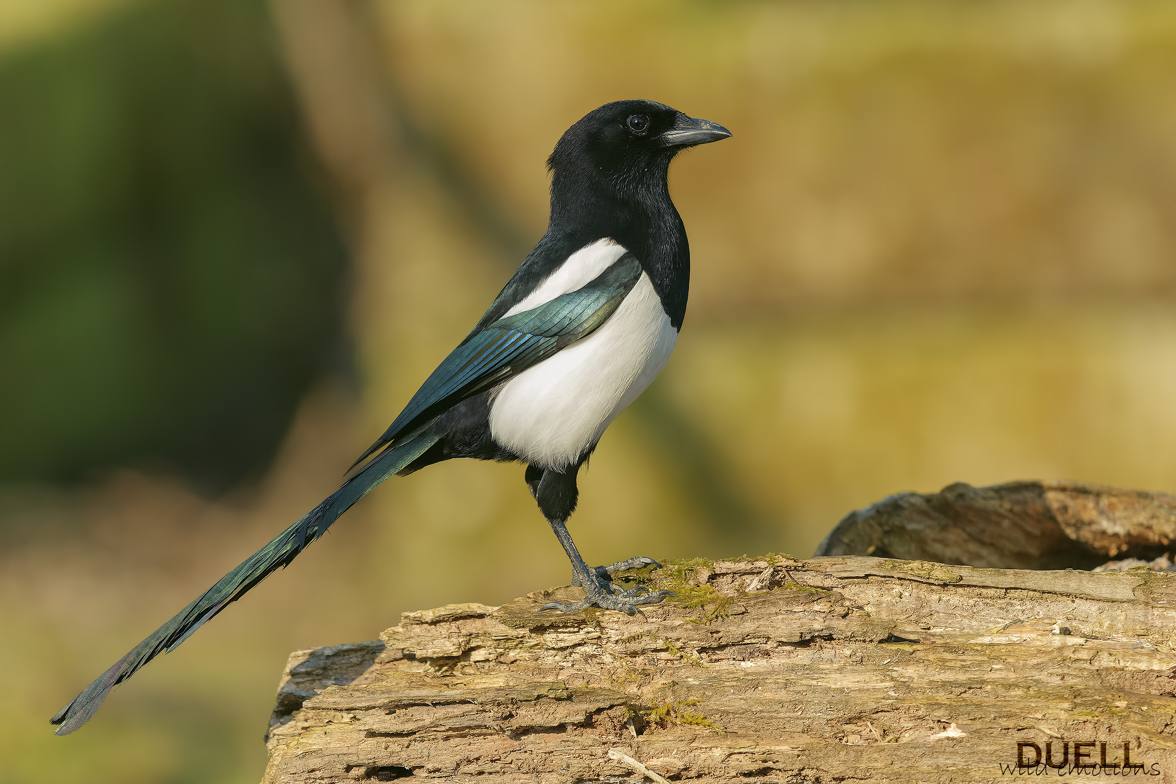 perfetto profilo di gazza