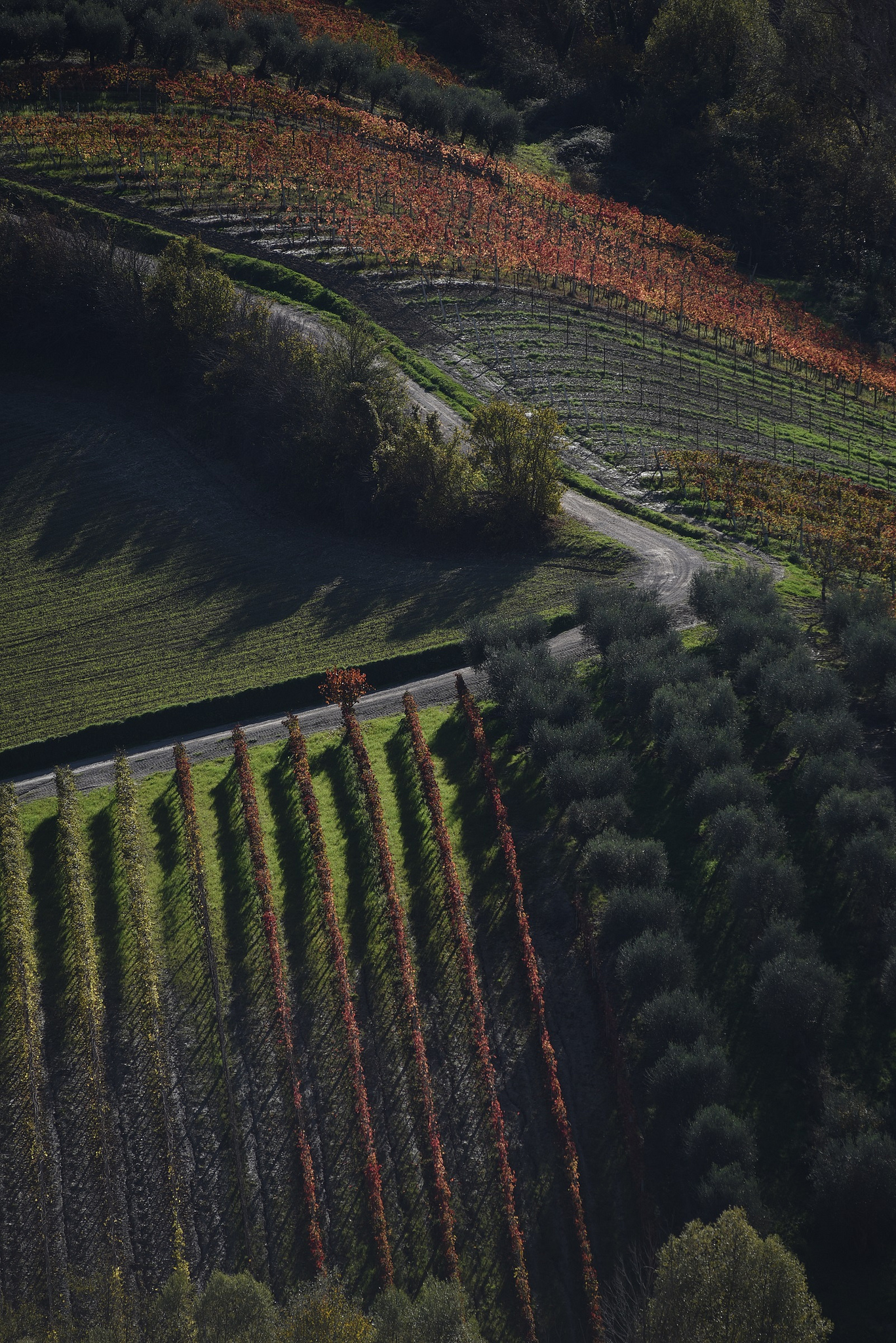 vigneti nelle marche