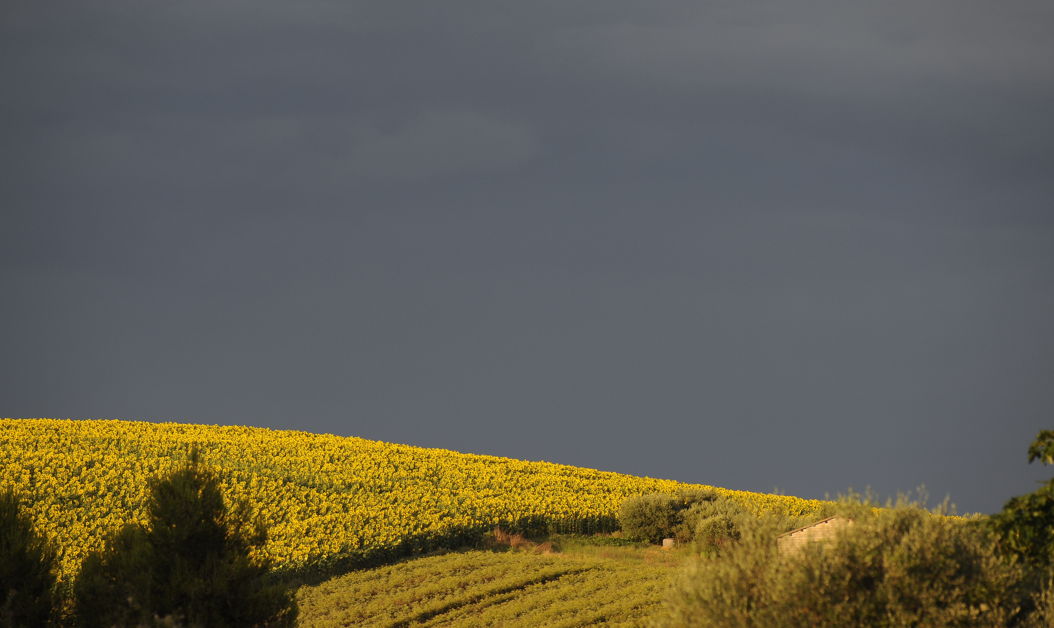 temporale e girasoli