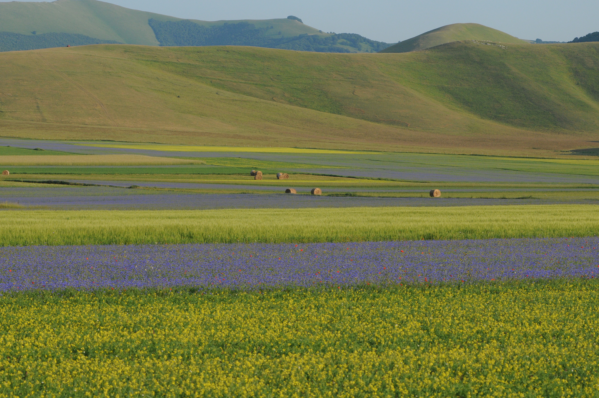 fioritura castelluccio di norcia