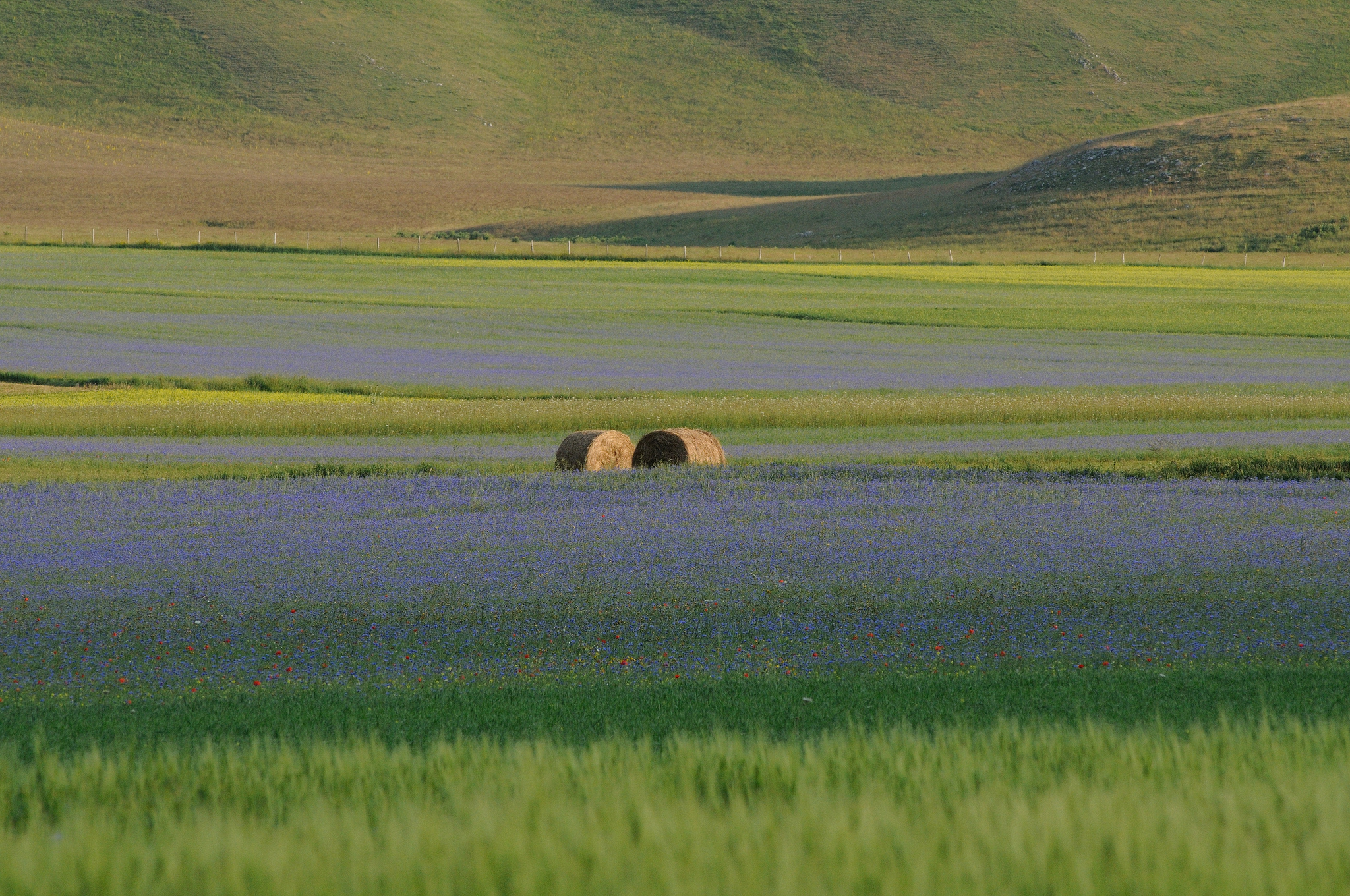 fioritura castelluccio di norcia