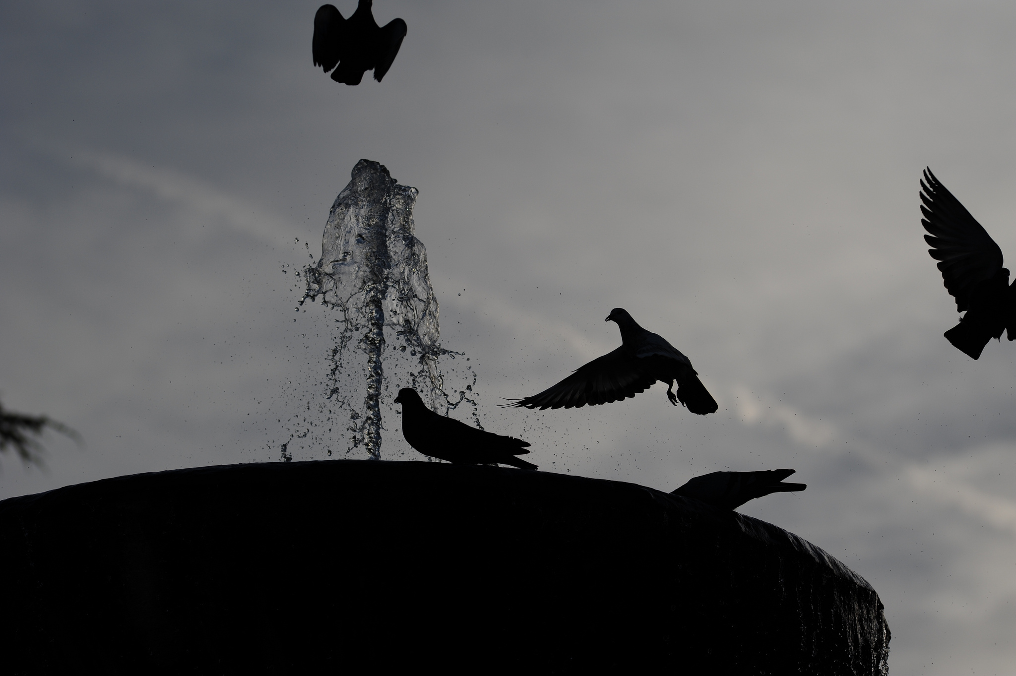 fontana del girfalco, fermo