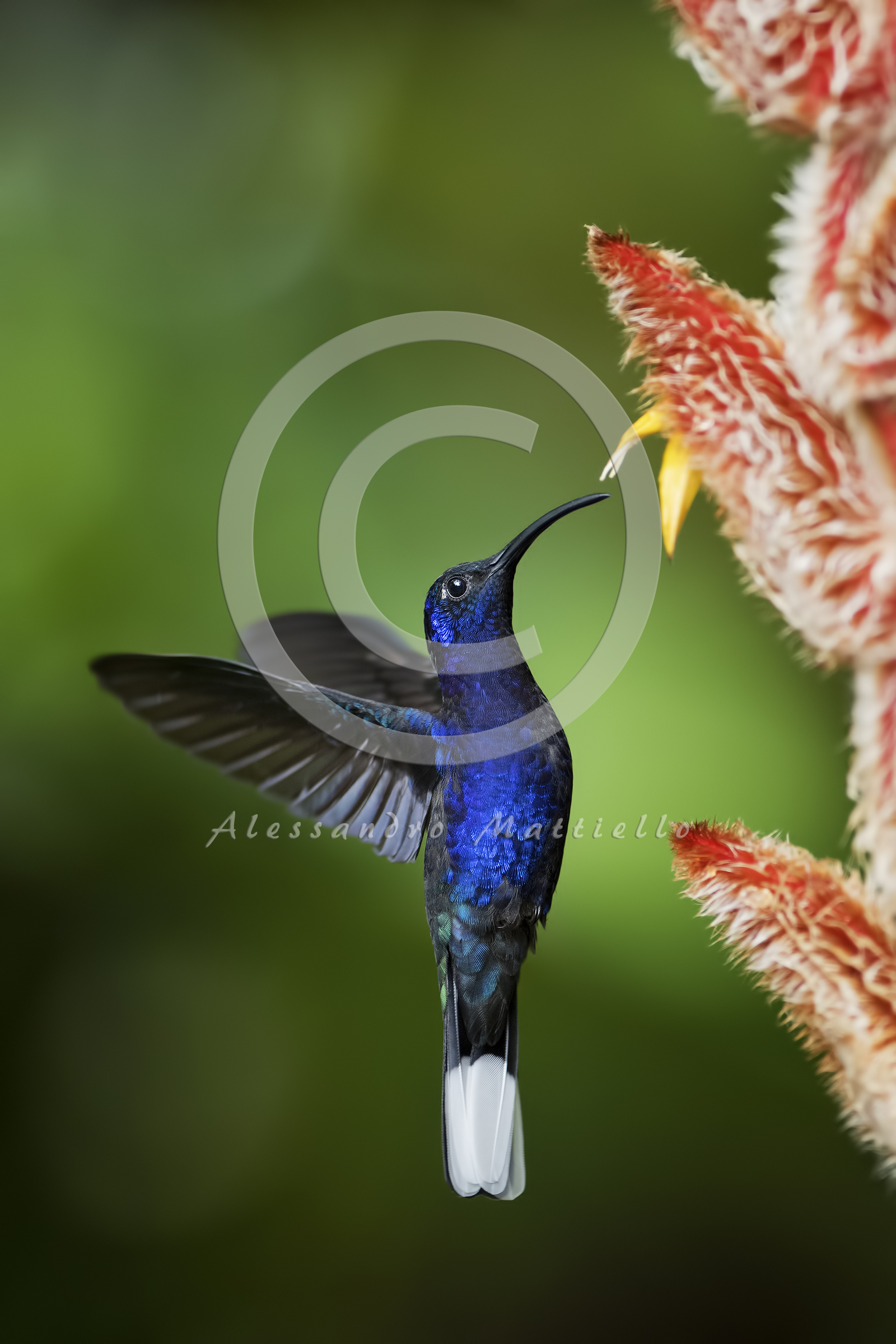 the rise of the king