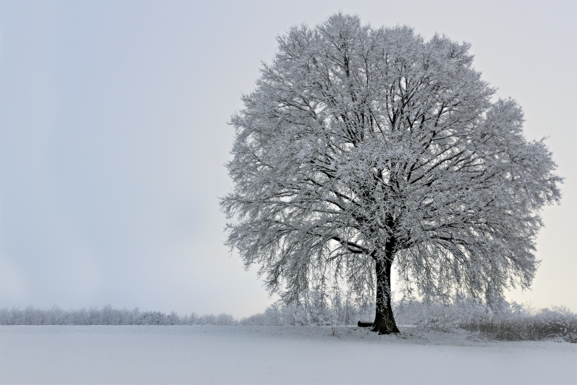 The cold and frost ..