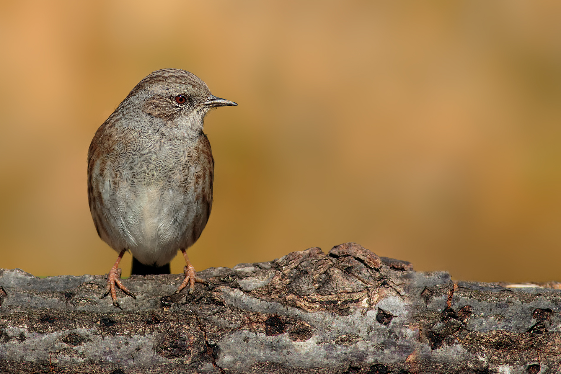 Passera Scopaiola #2