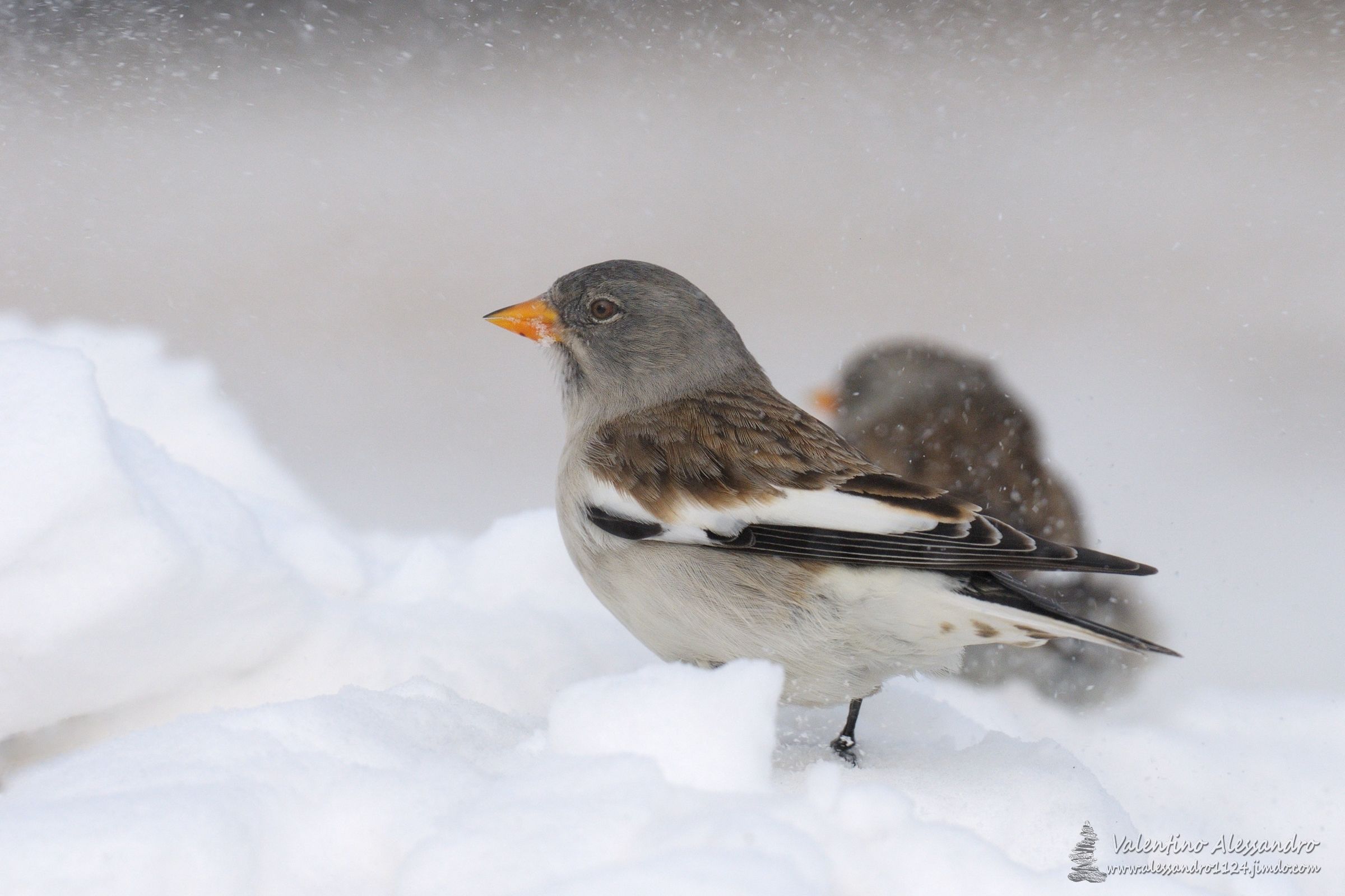 fringuelli alpini nella bufera
