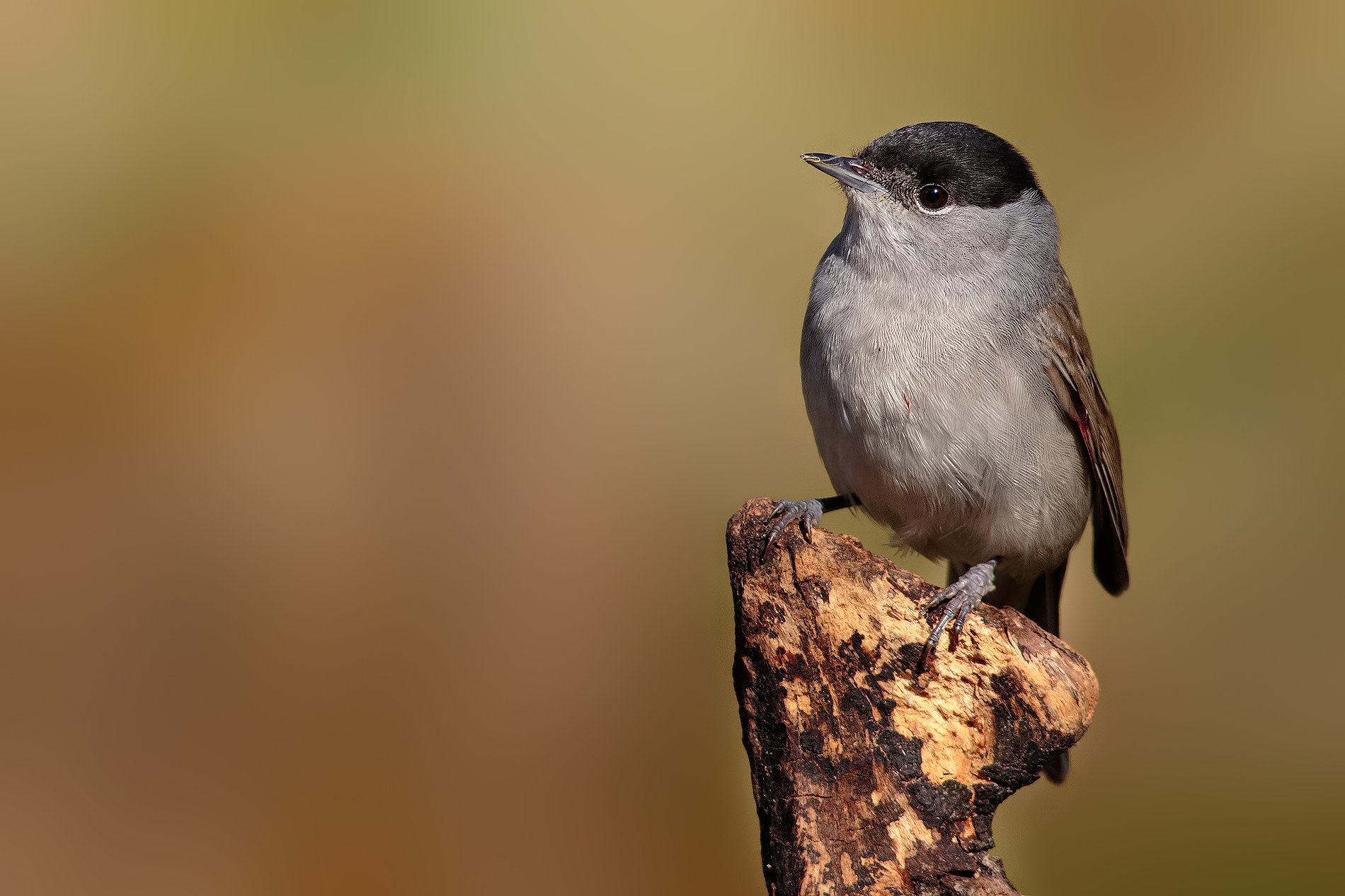 Ferito in battaglia....