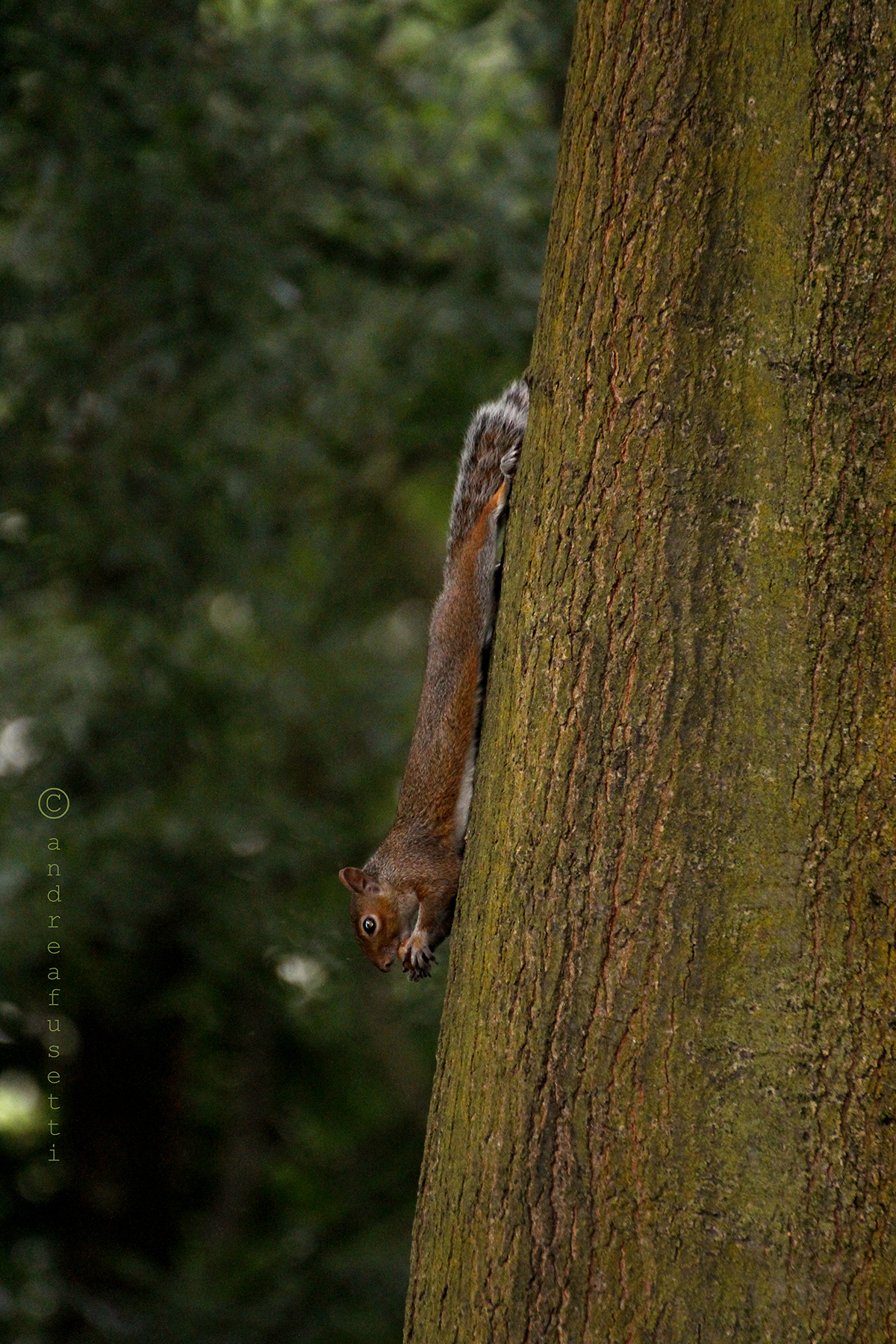 Sciurus carolinensis