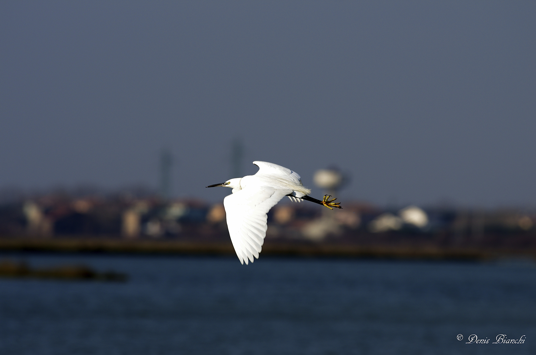 Egret