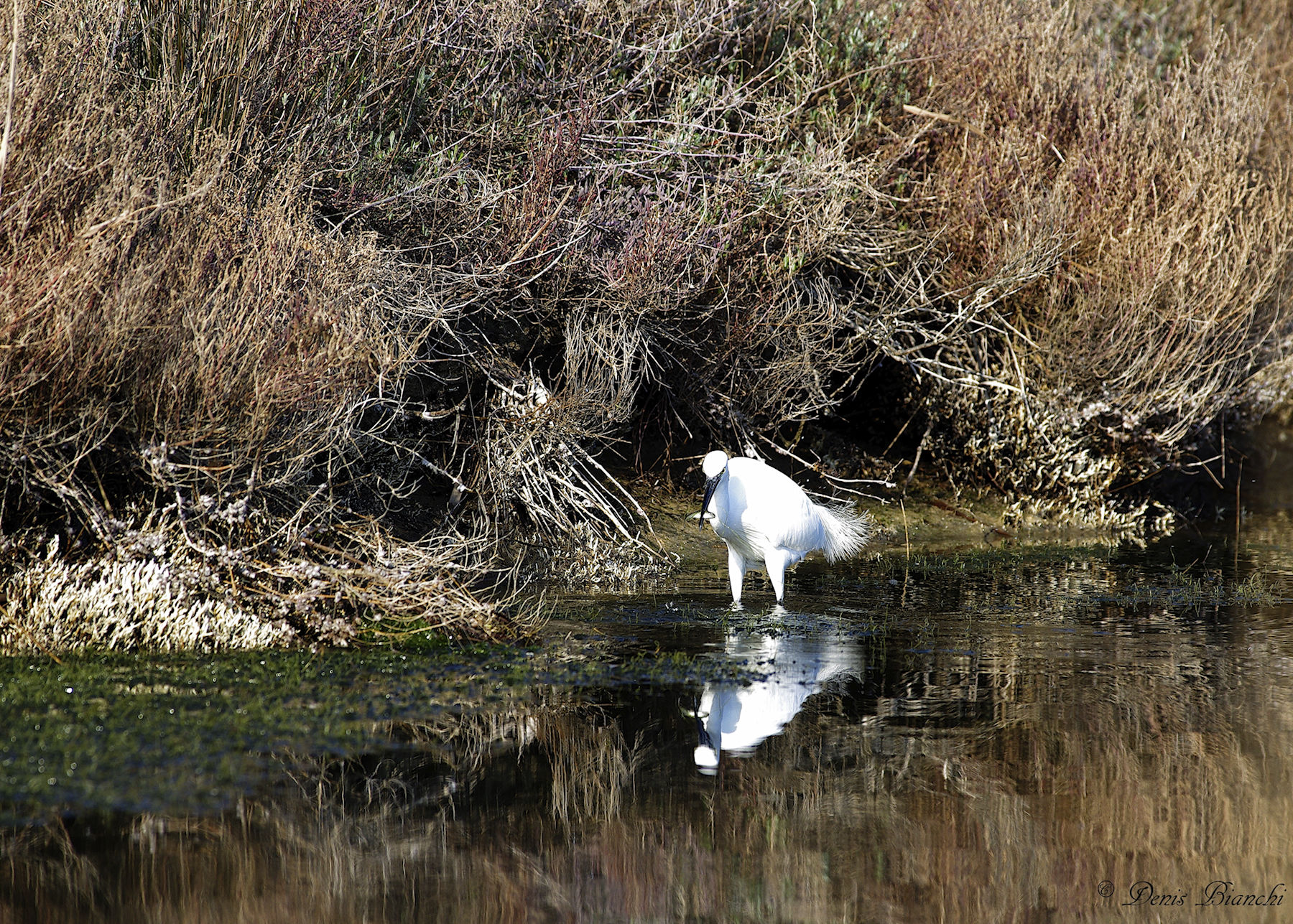 Egret
