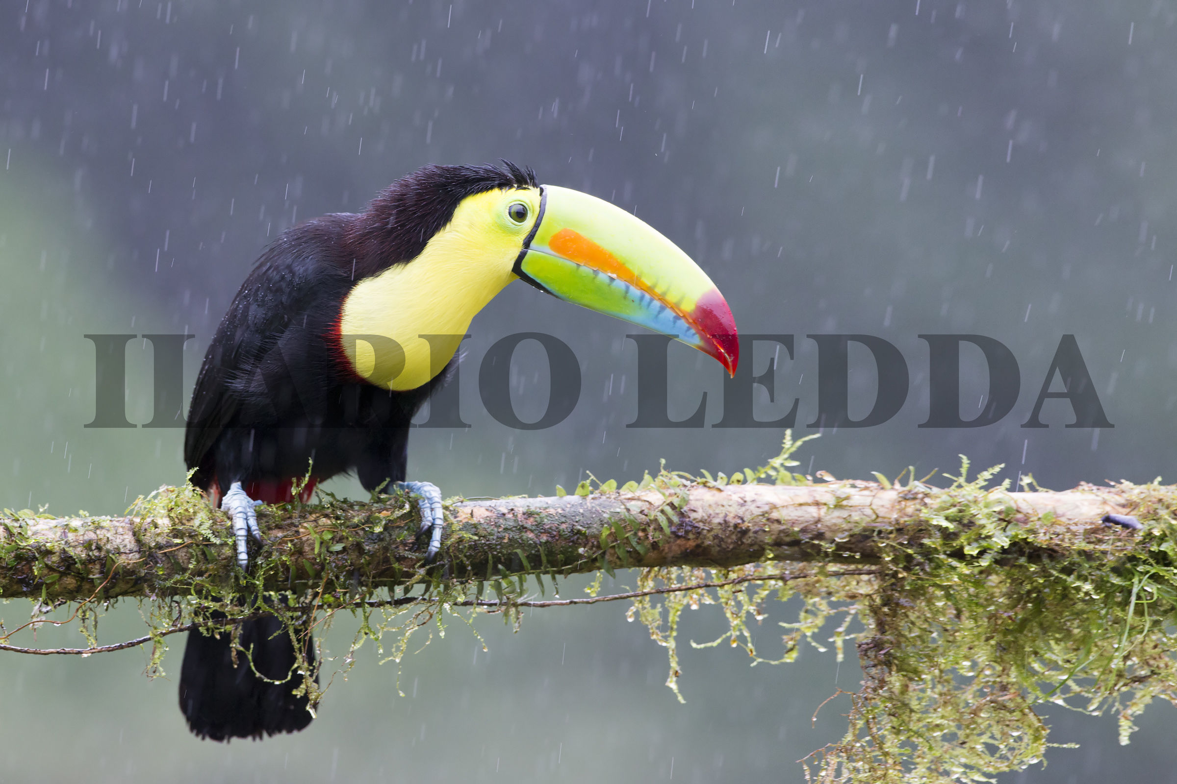 keel-billed toucan