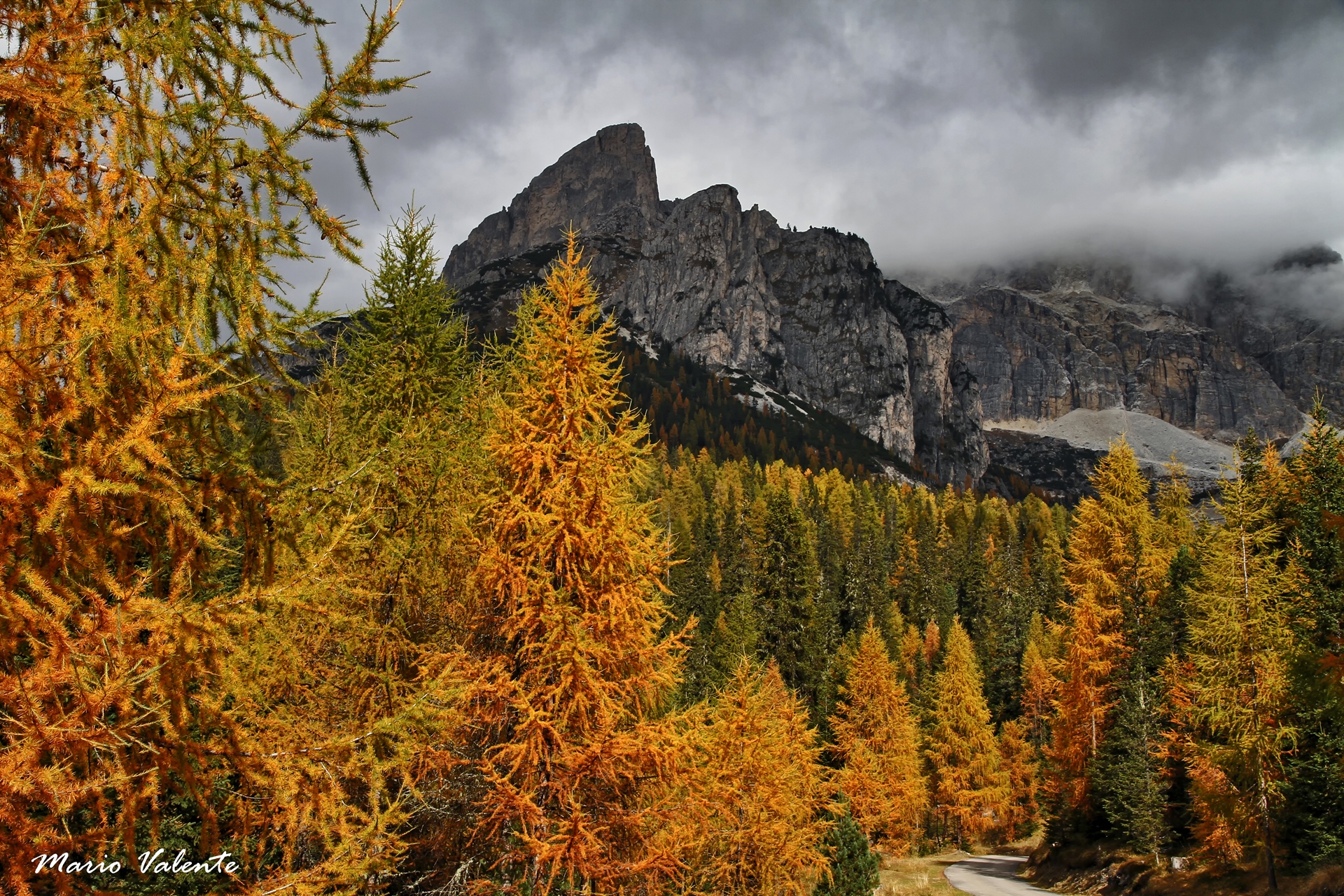 Larici sul passo Falzarego, pendici del Lagazuoi