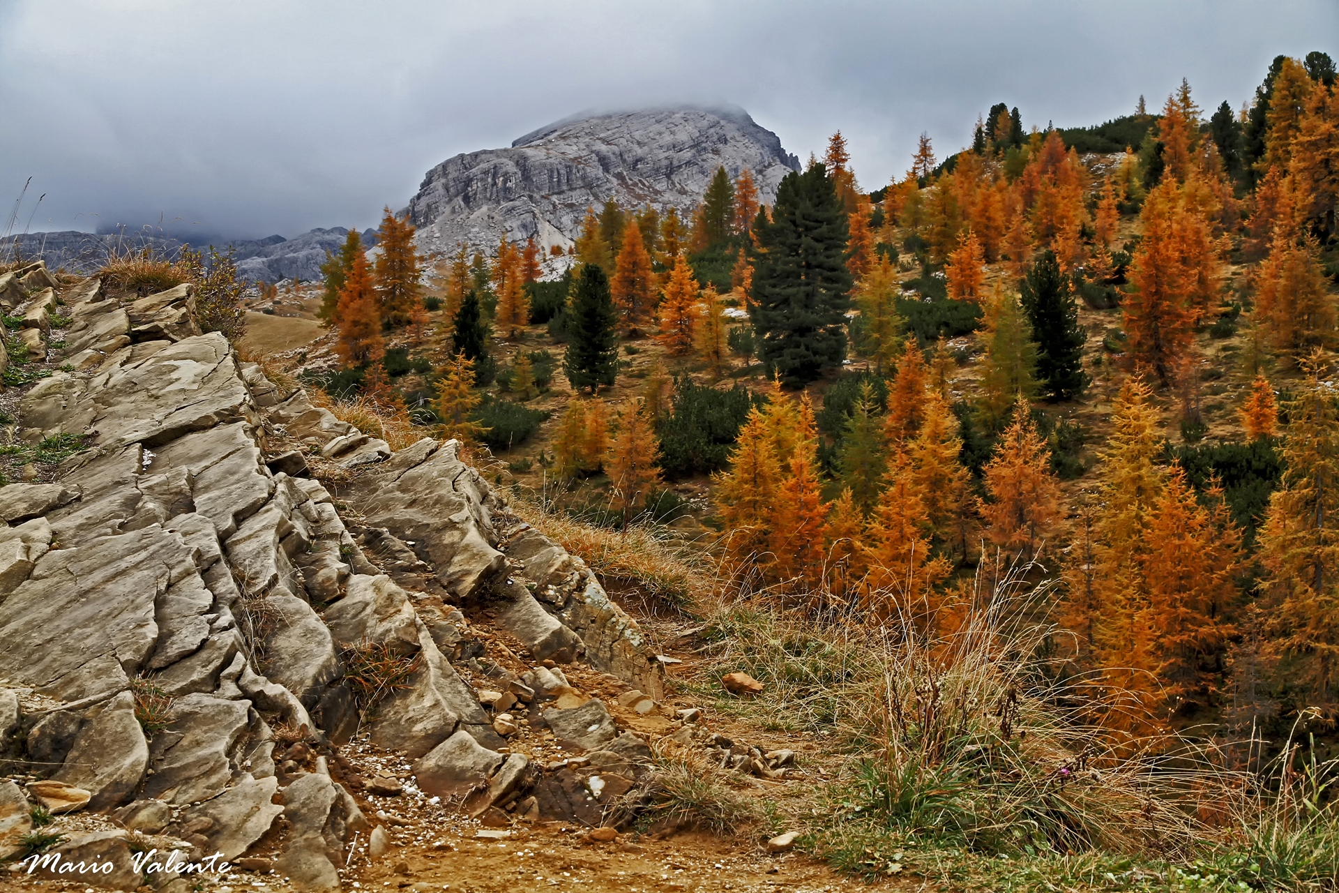 Larici sul passo Falzarego, pendici del Lagazuoi