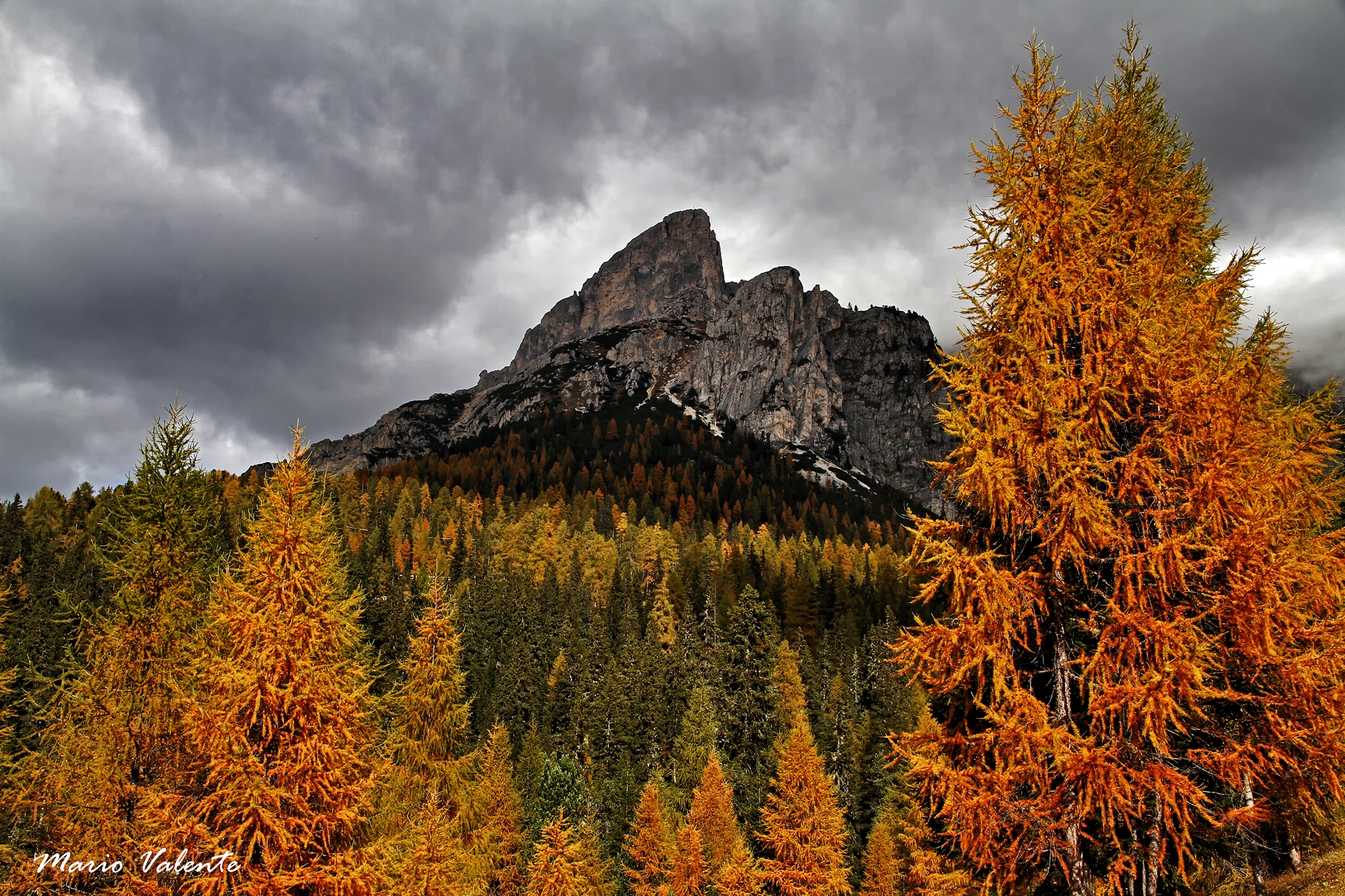 Larici sul passo Falzarego, pendici del Lagazuoi
