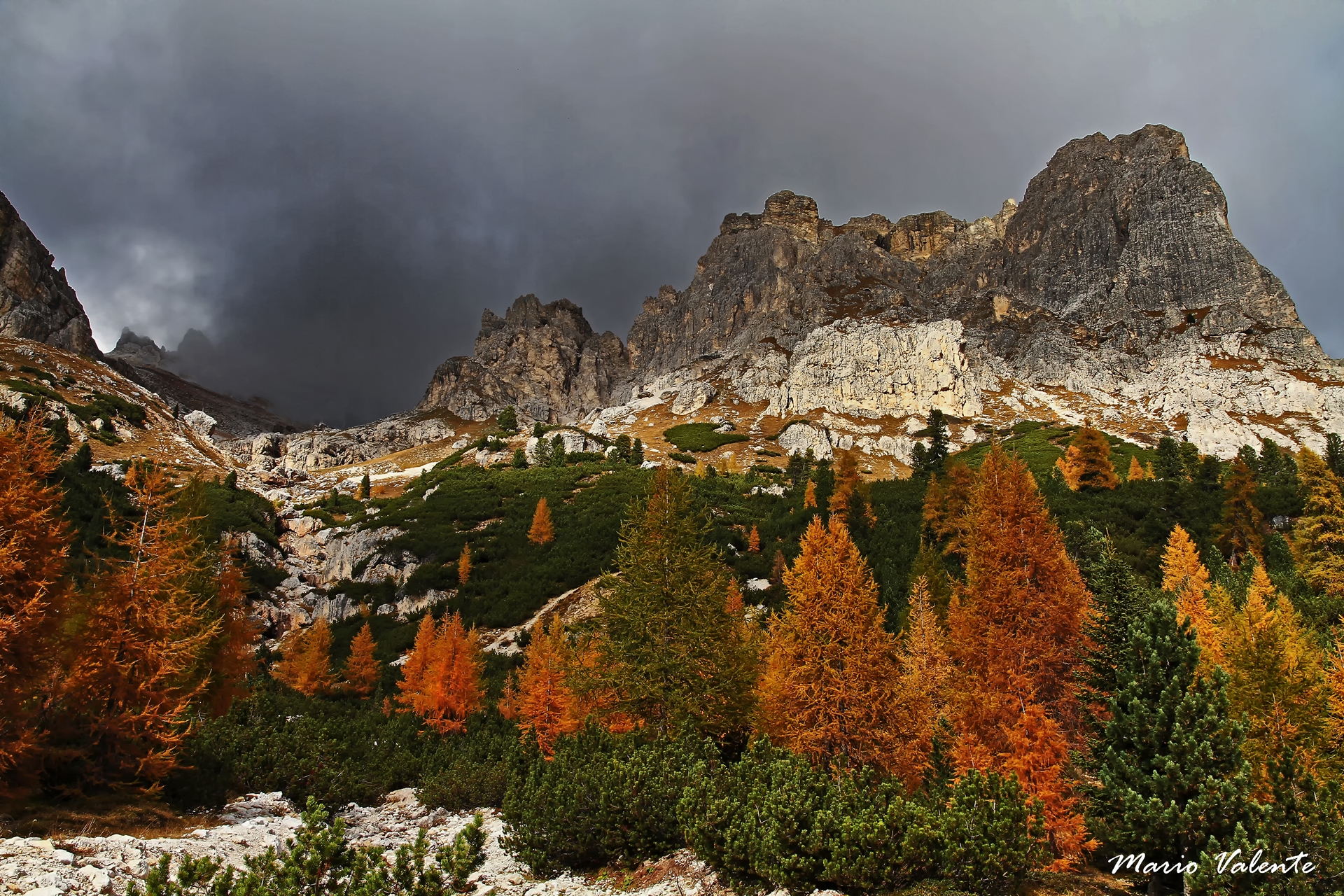 Larici sul passo Falzarego, pendici del Lagazuoi