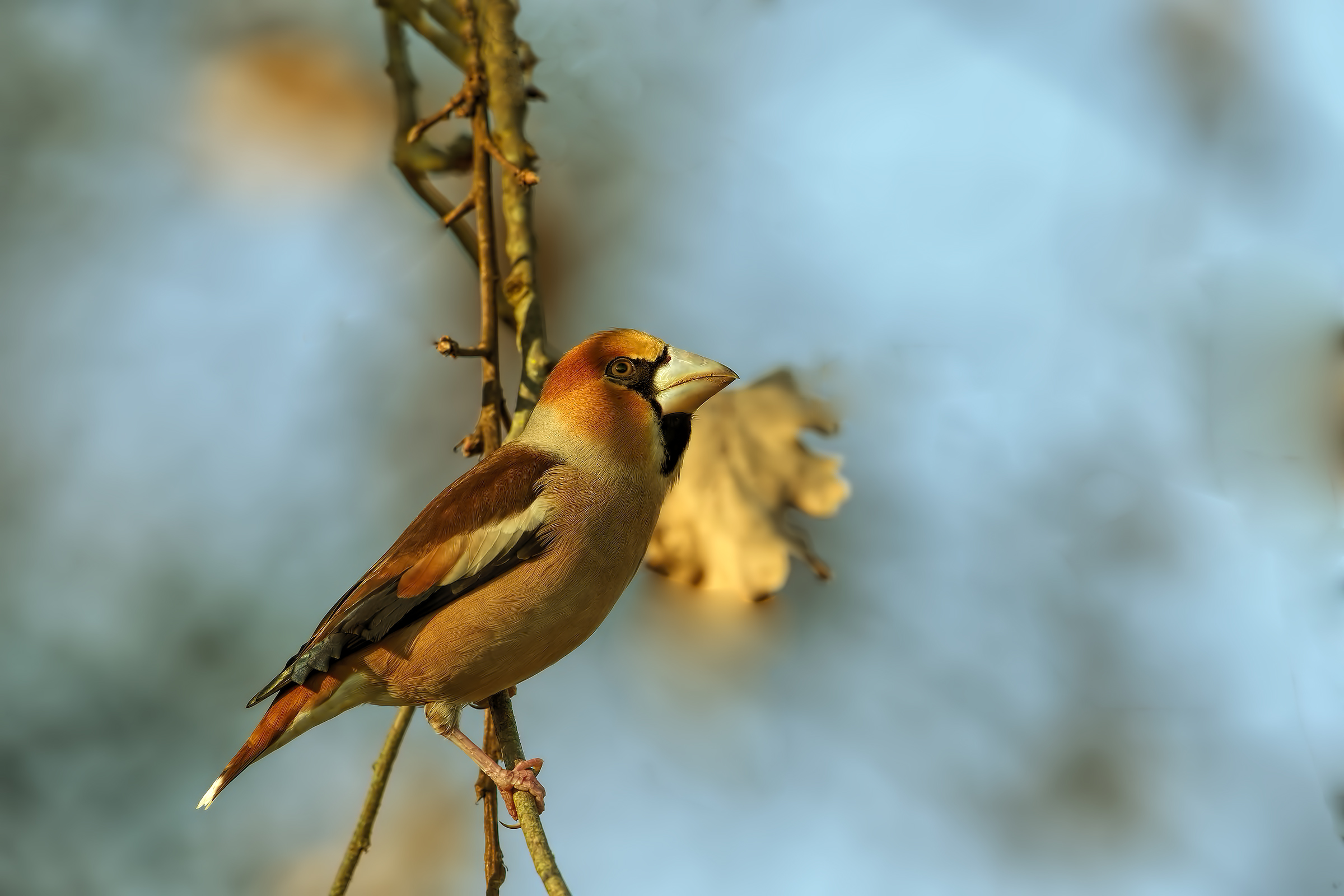 Hawfinch