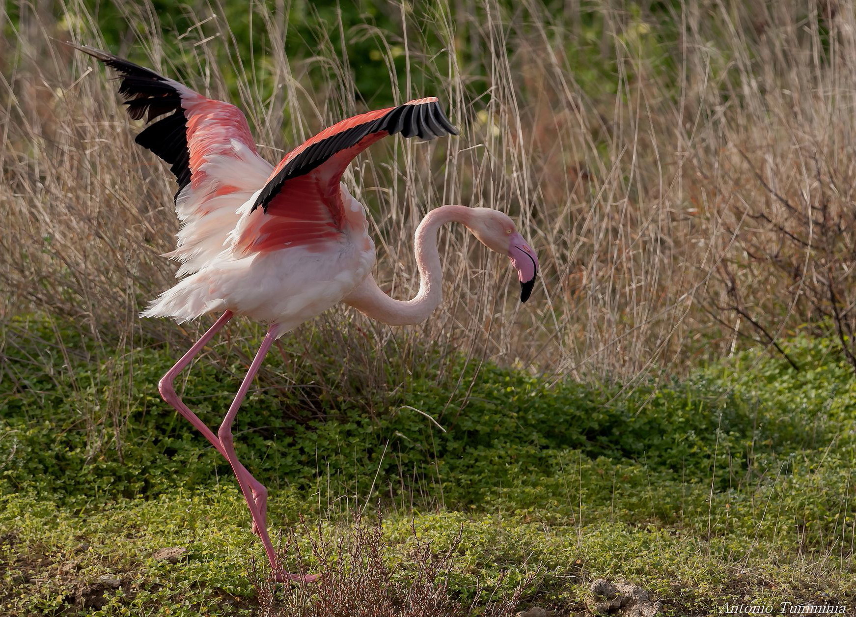 The little chicks pink flamingos, Grow
