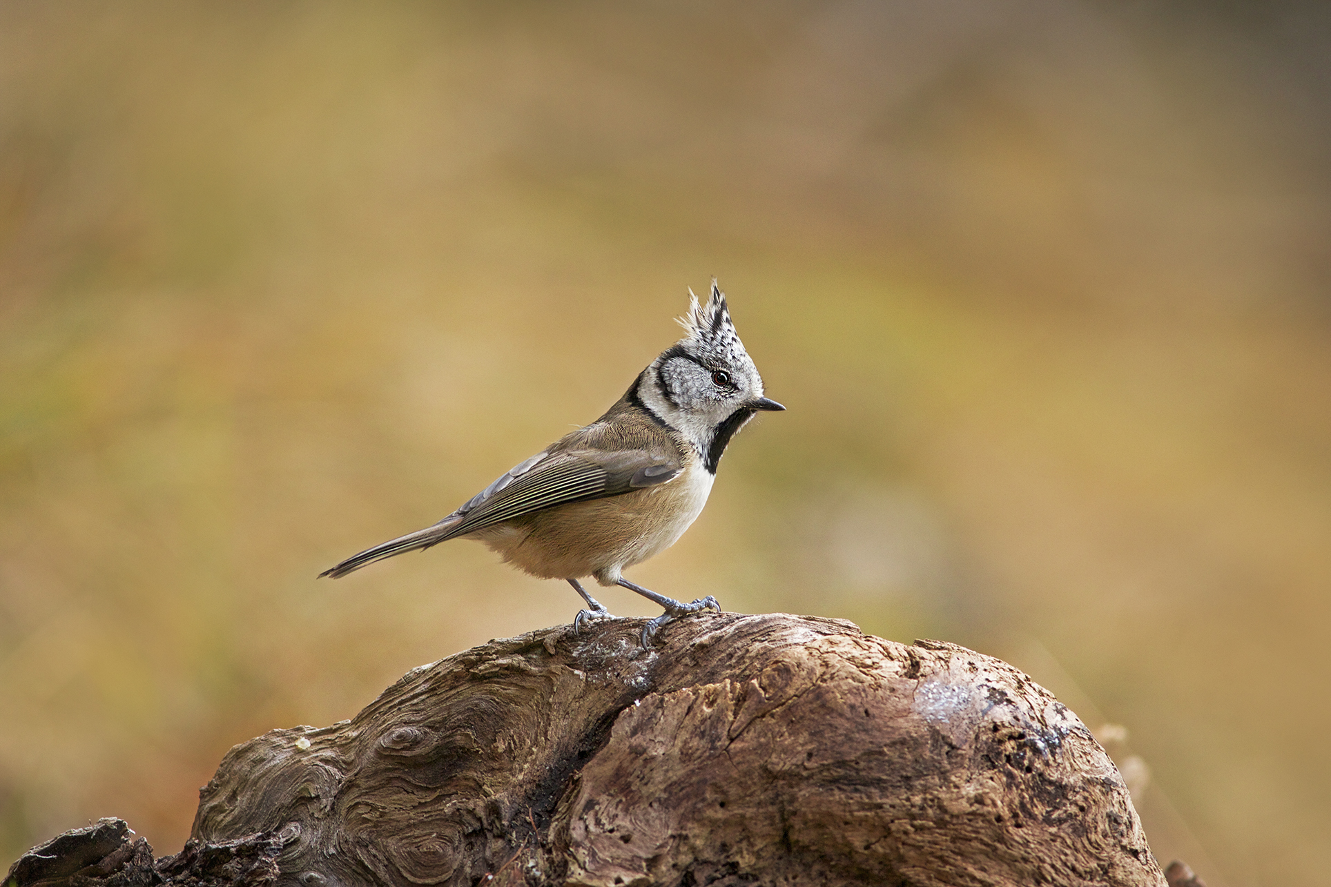 Cincia dal ciuffo, colori d'autunno