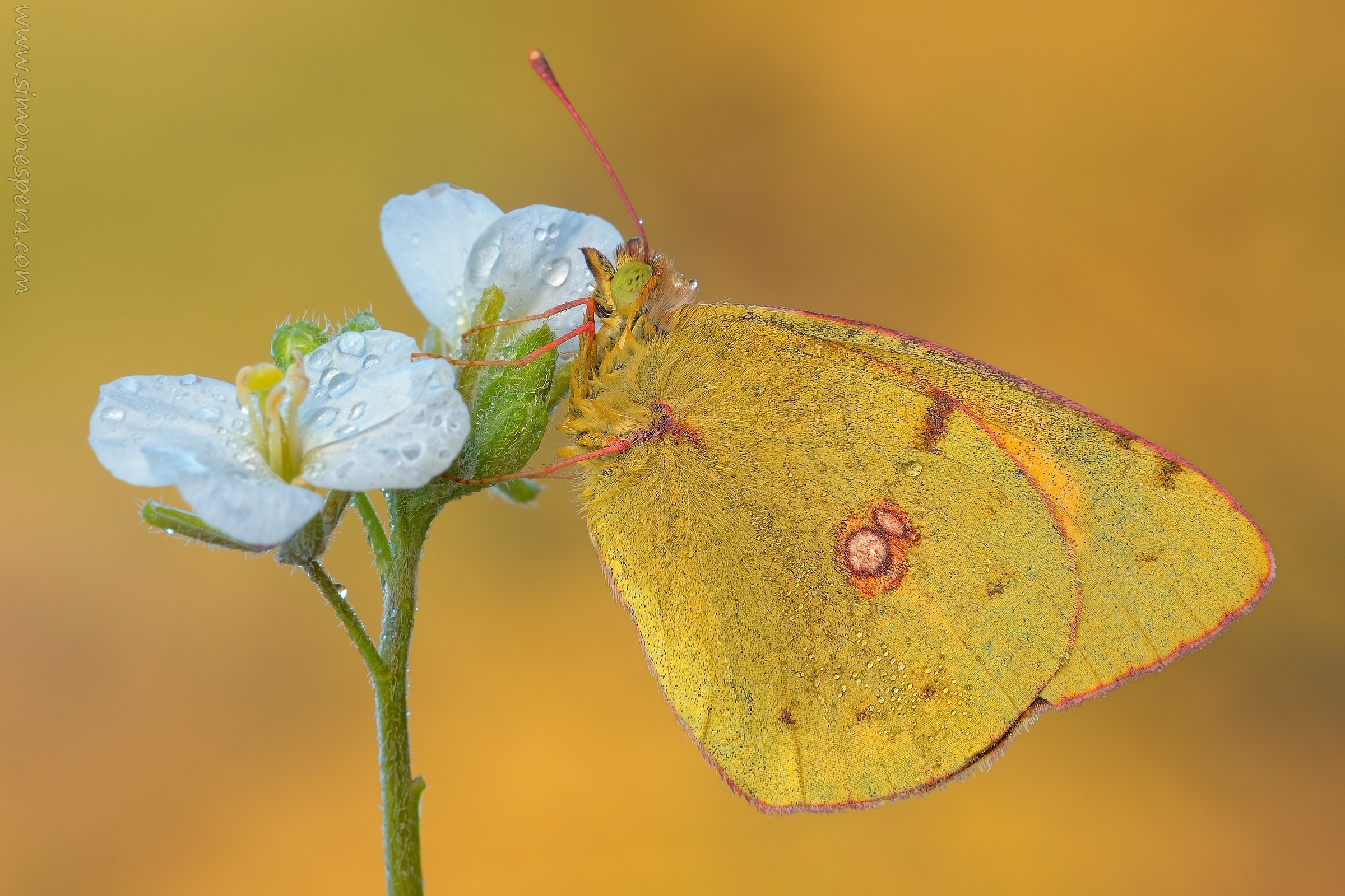 Colias crocea (Geoffroy 1785)