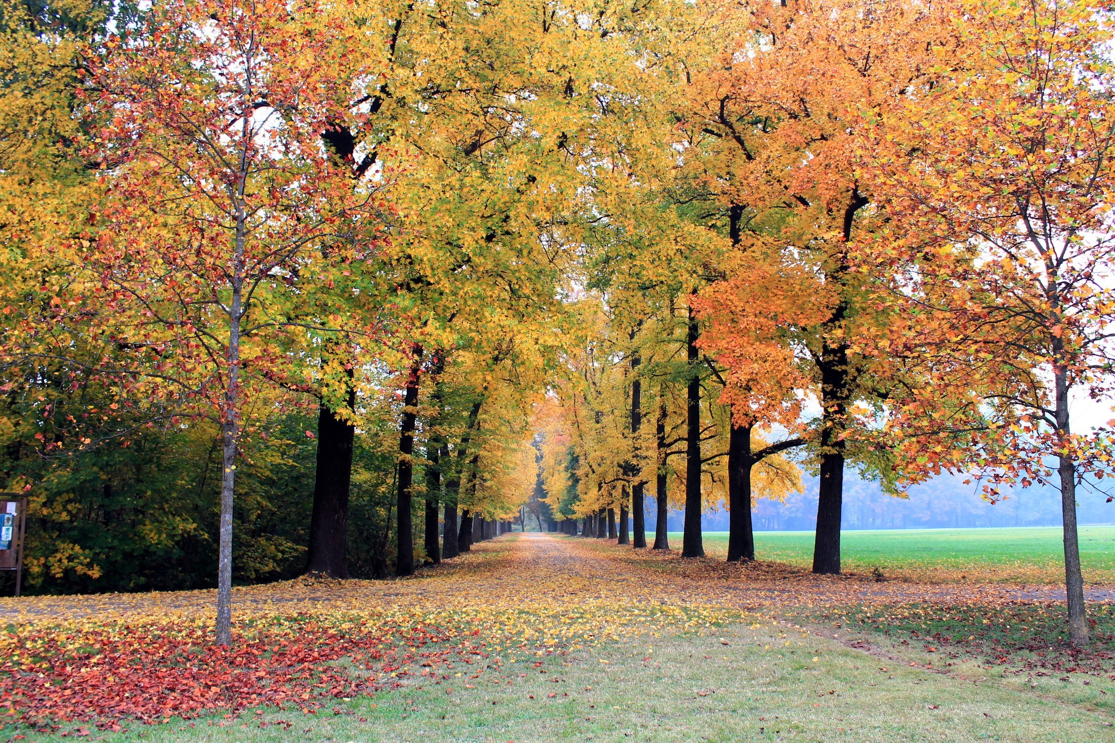 Viale autumn