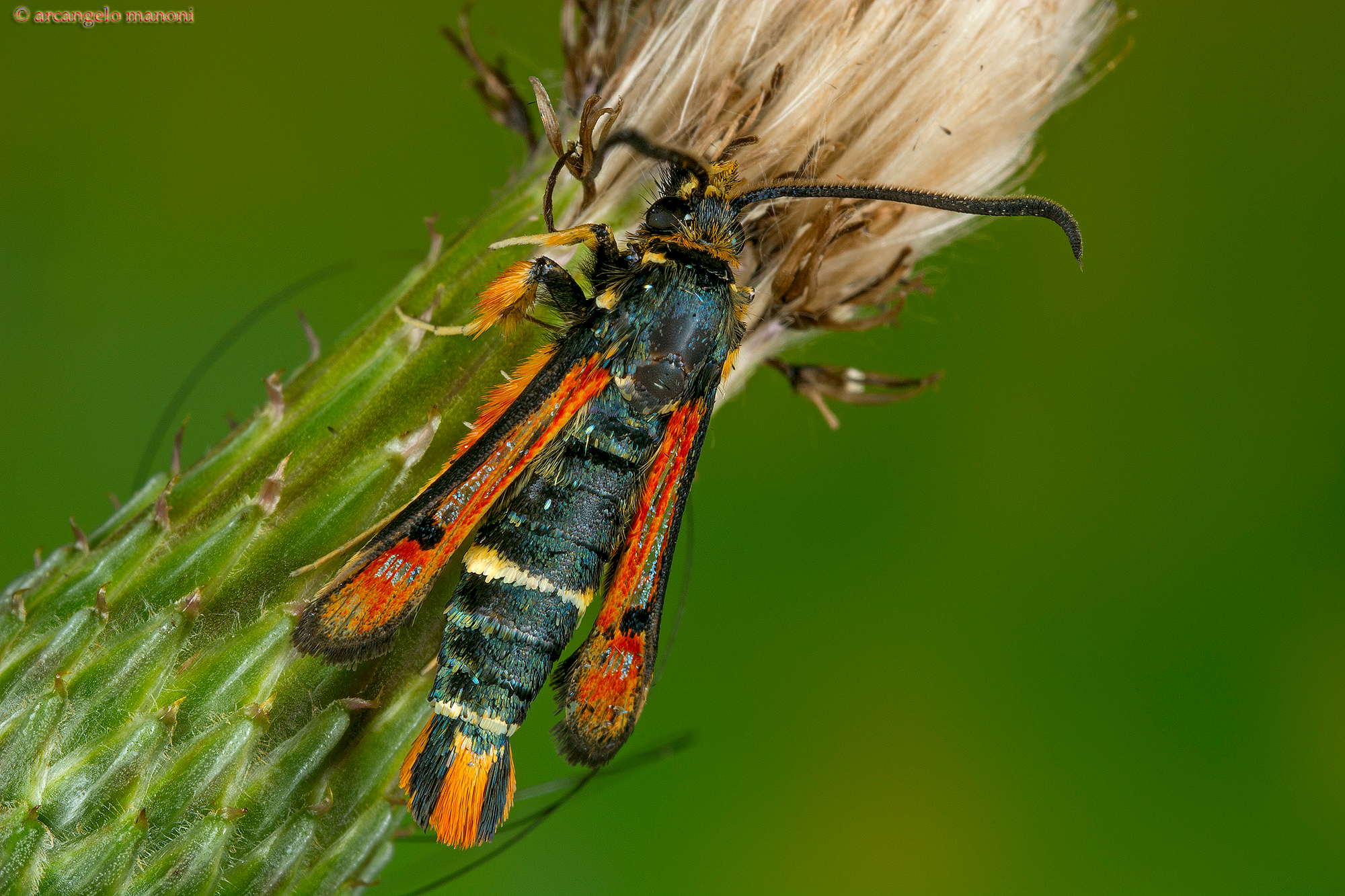 Pyropteron chrysidiformis