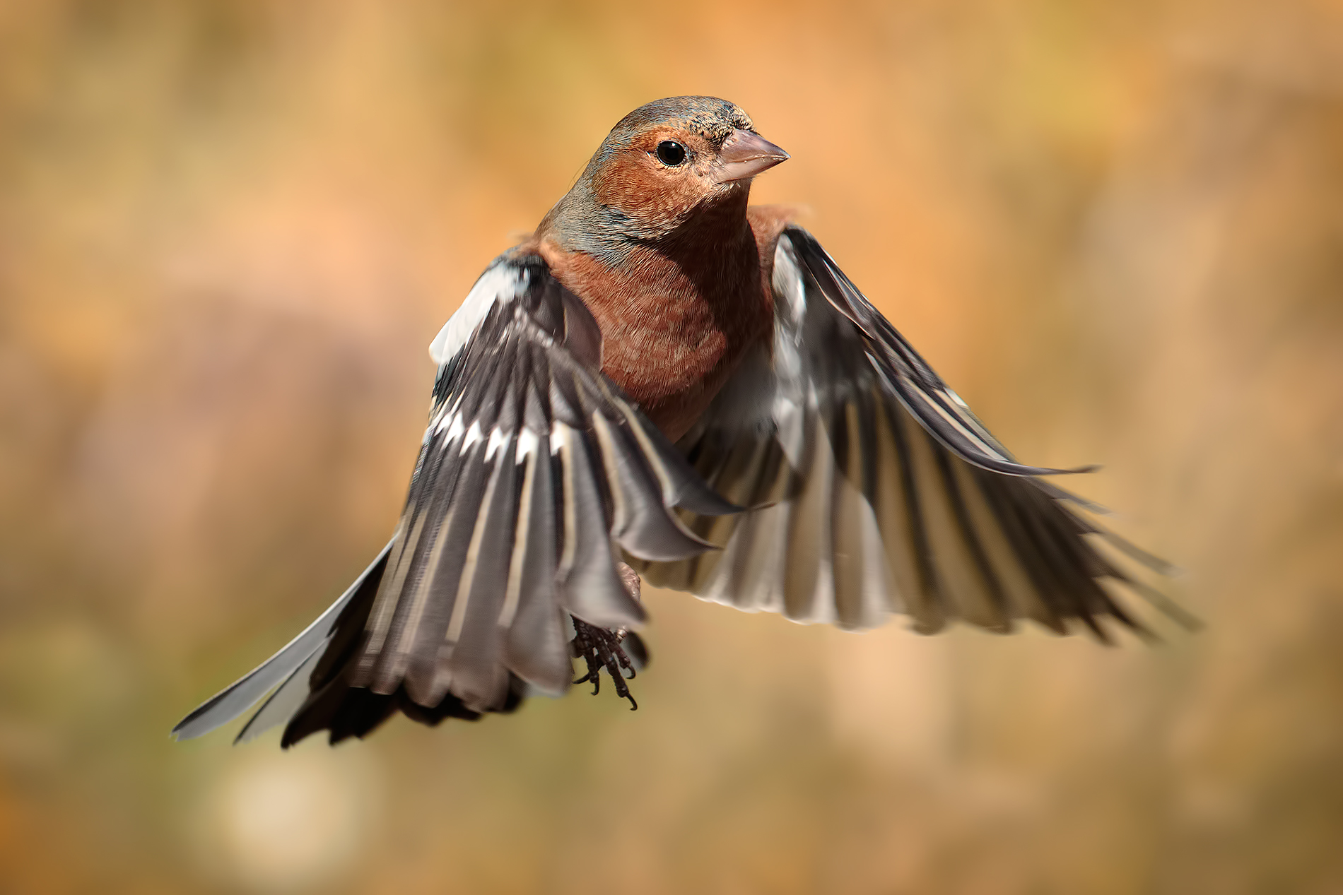 7D II- Fringuello in volo...