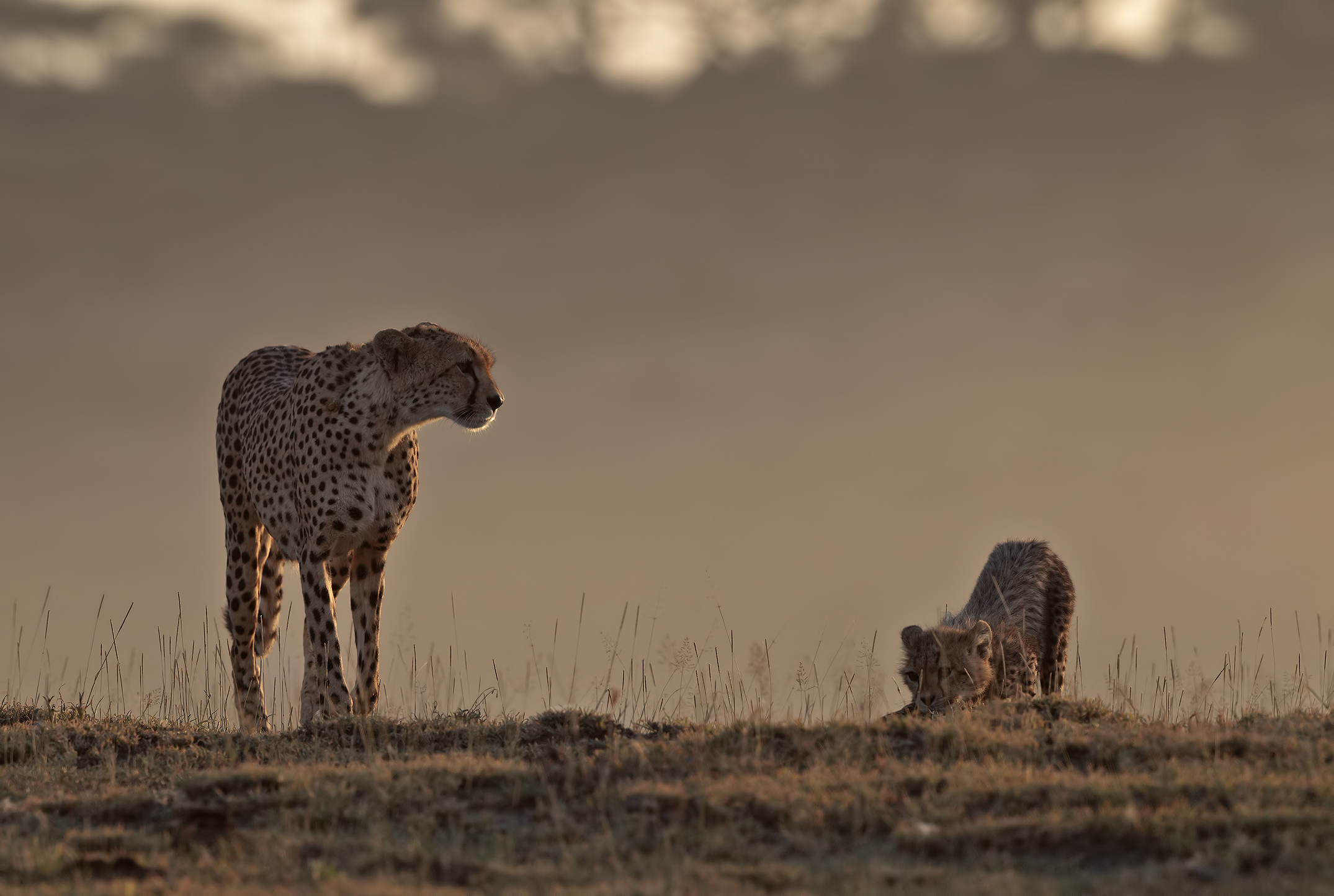 Mom with cub in golden light