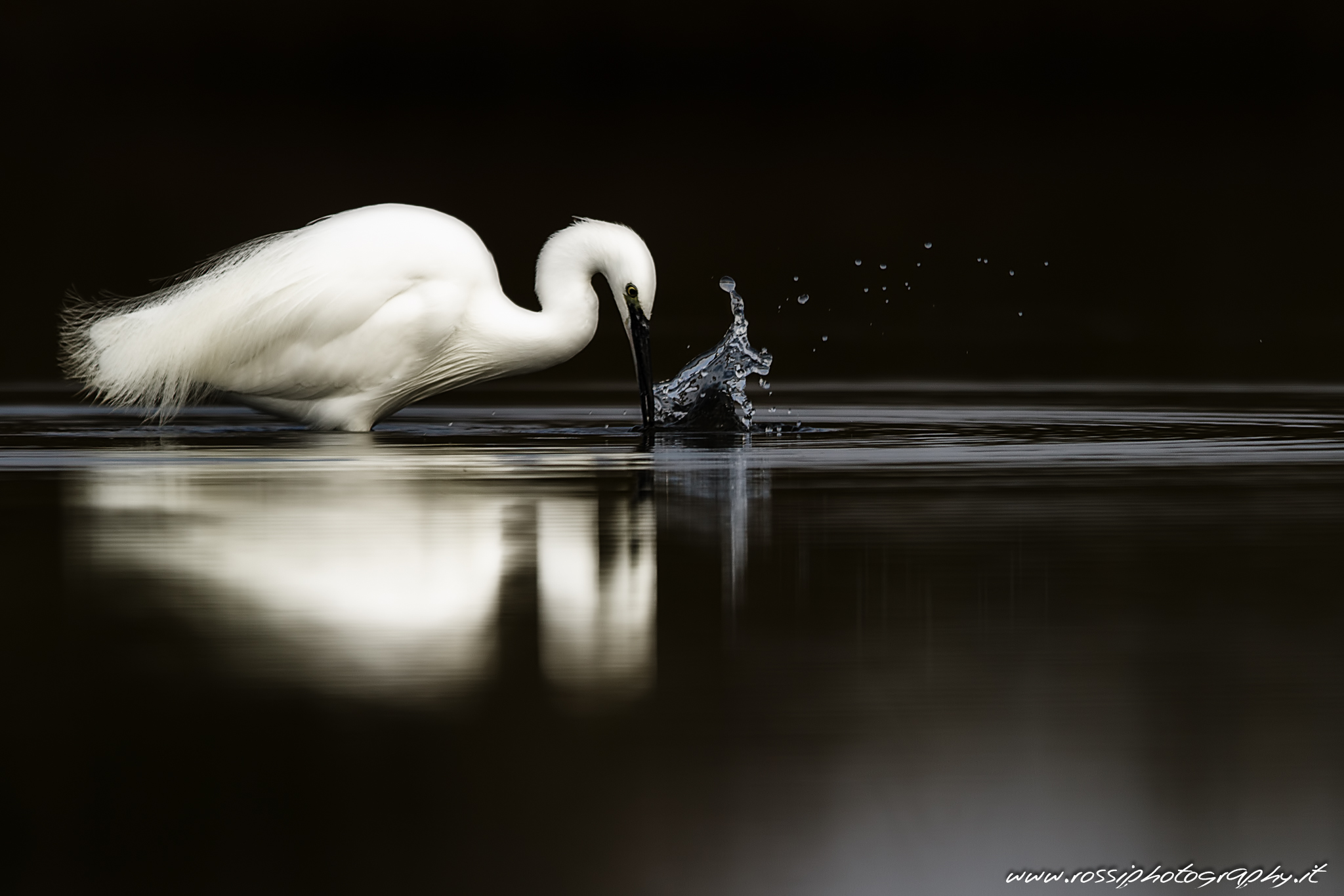 Garzetta in predazione