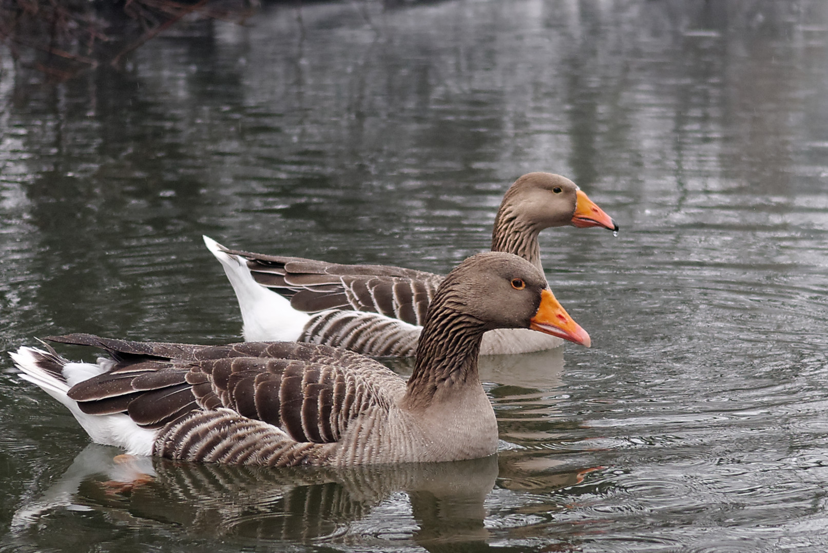 Oche Selvatiche al Parco
