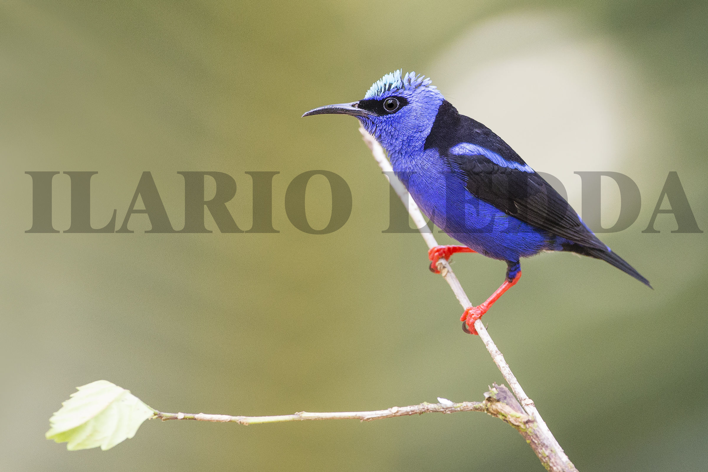 Blue Dacnis