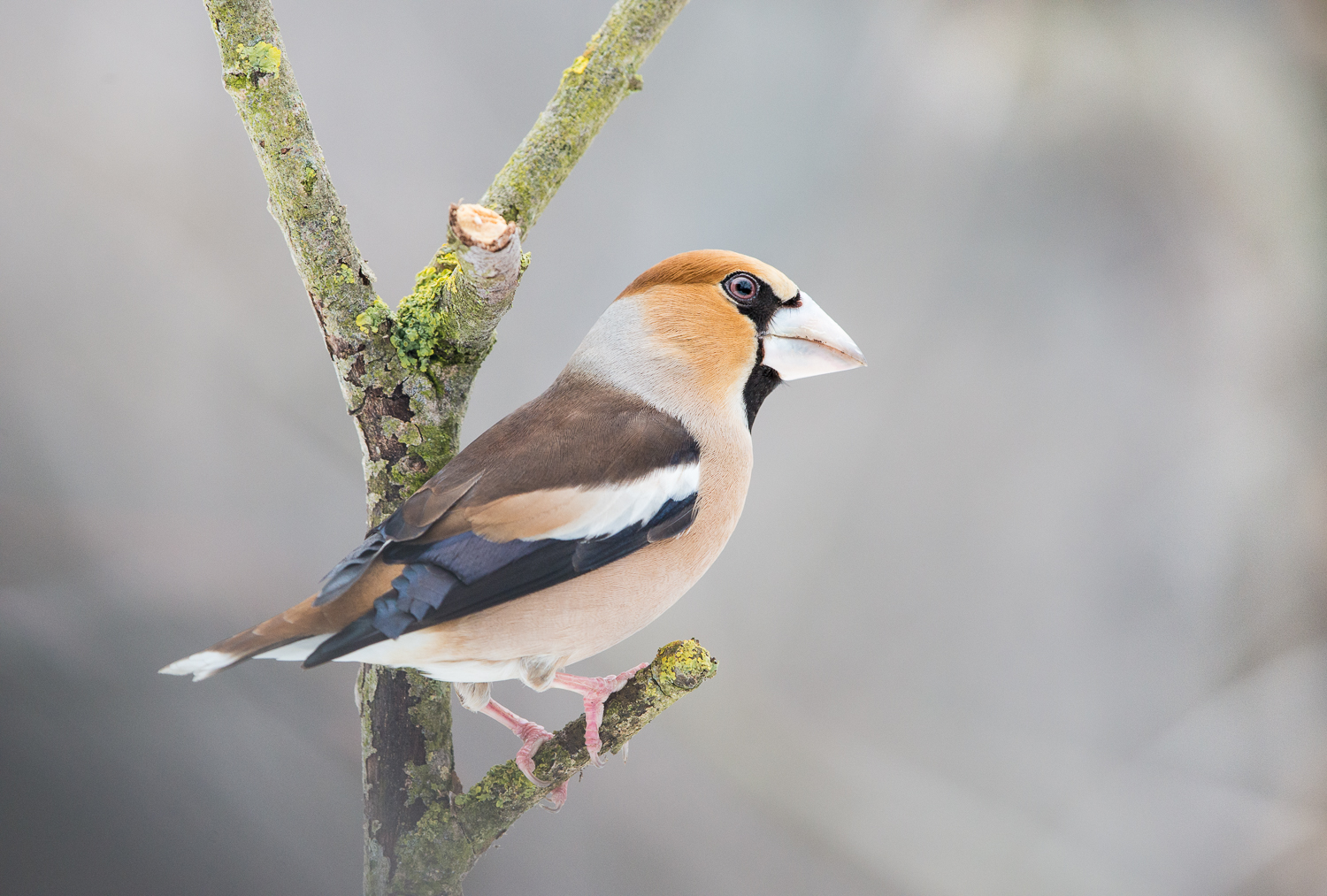 Hawfinch